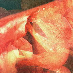 Flowers for Heinecken