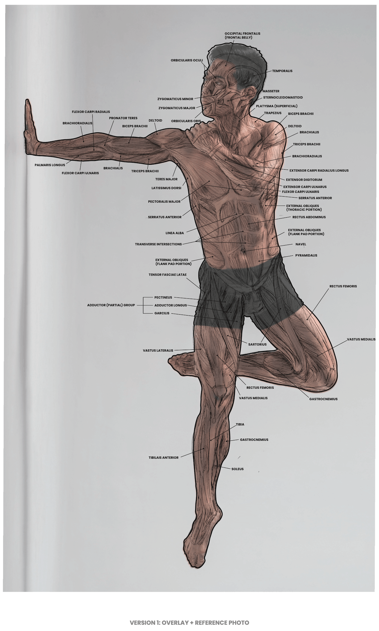 ¹² Skeletal & MSK Analysis