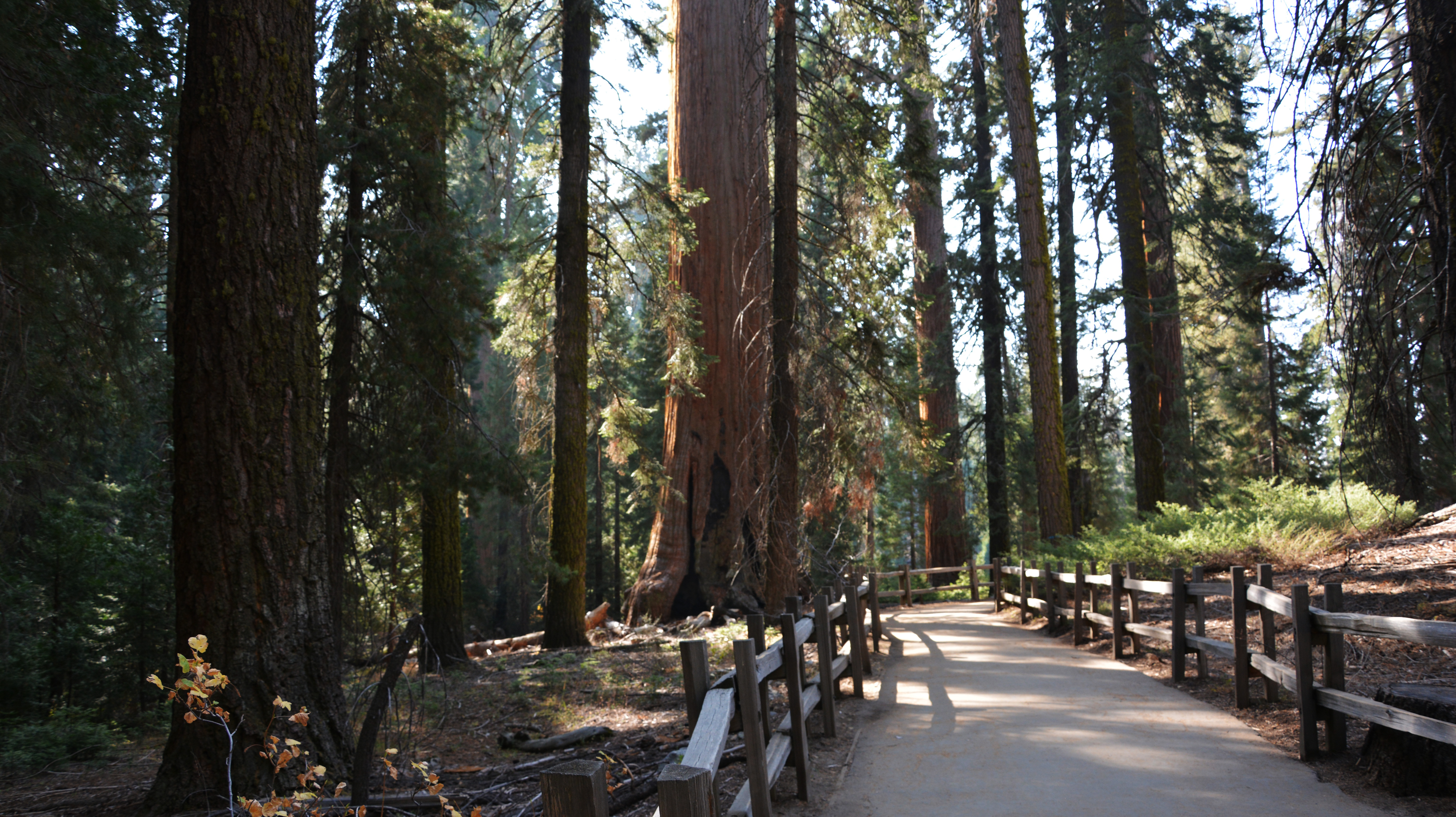 Mother of the Forest