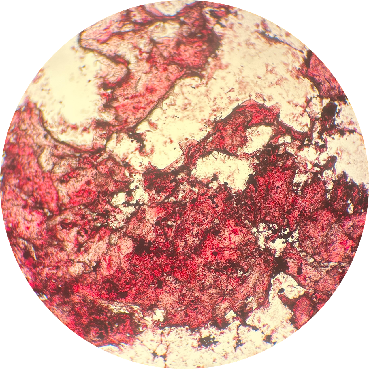 Cheek Swab at 40x Magnification