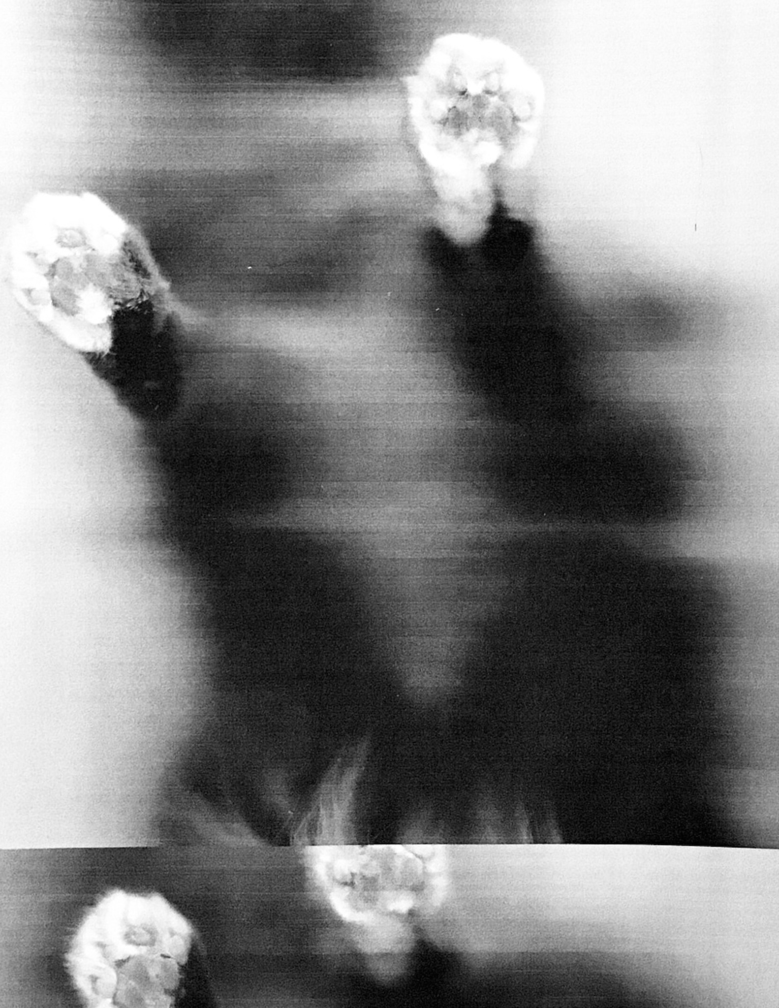 Photopawpy - Baby Sockie