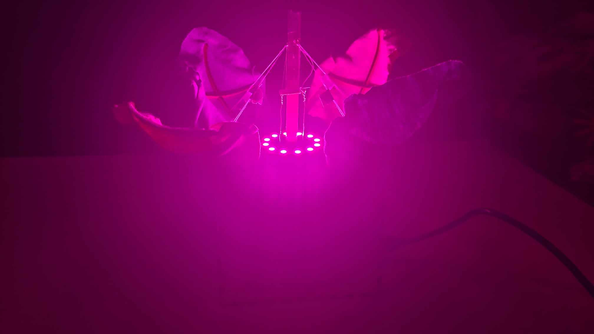 Auto Blooming Luminary Artifact