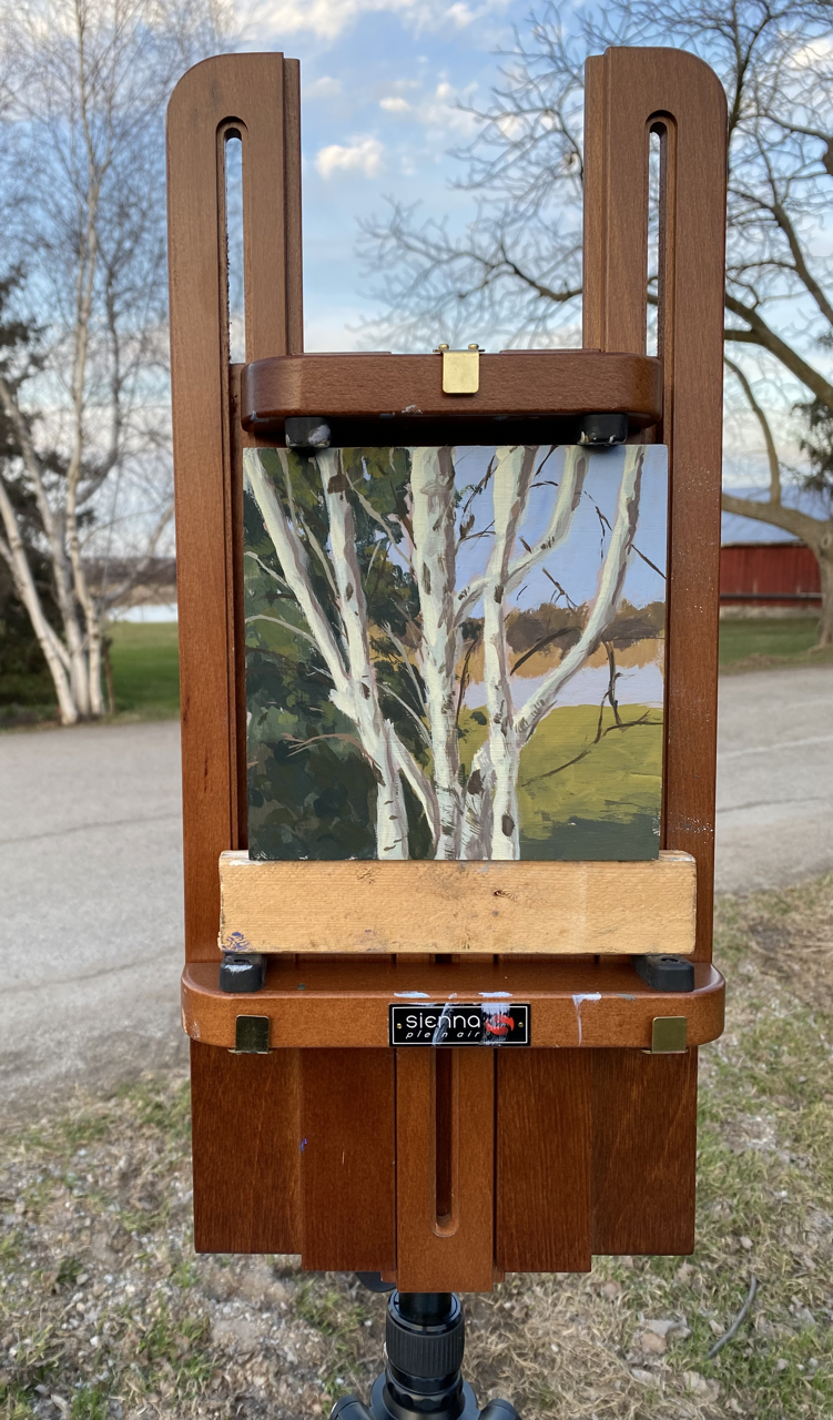 White Birch tree by Pond