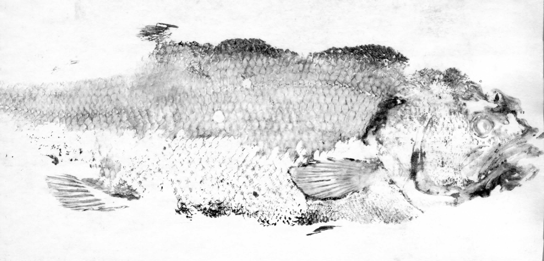 Fish Prints