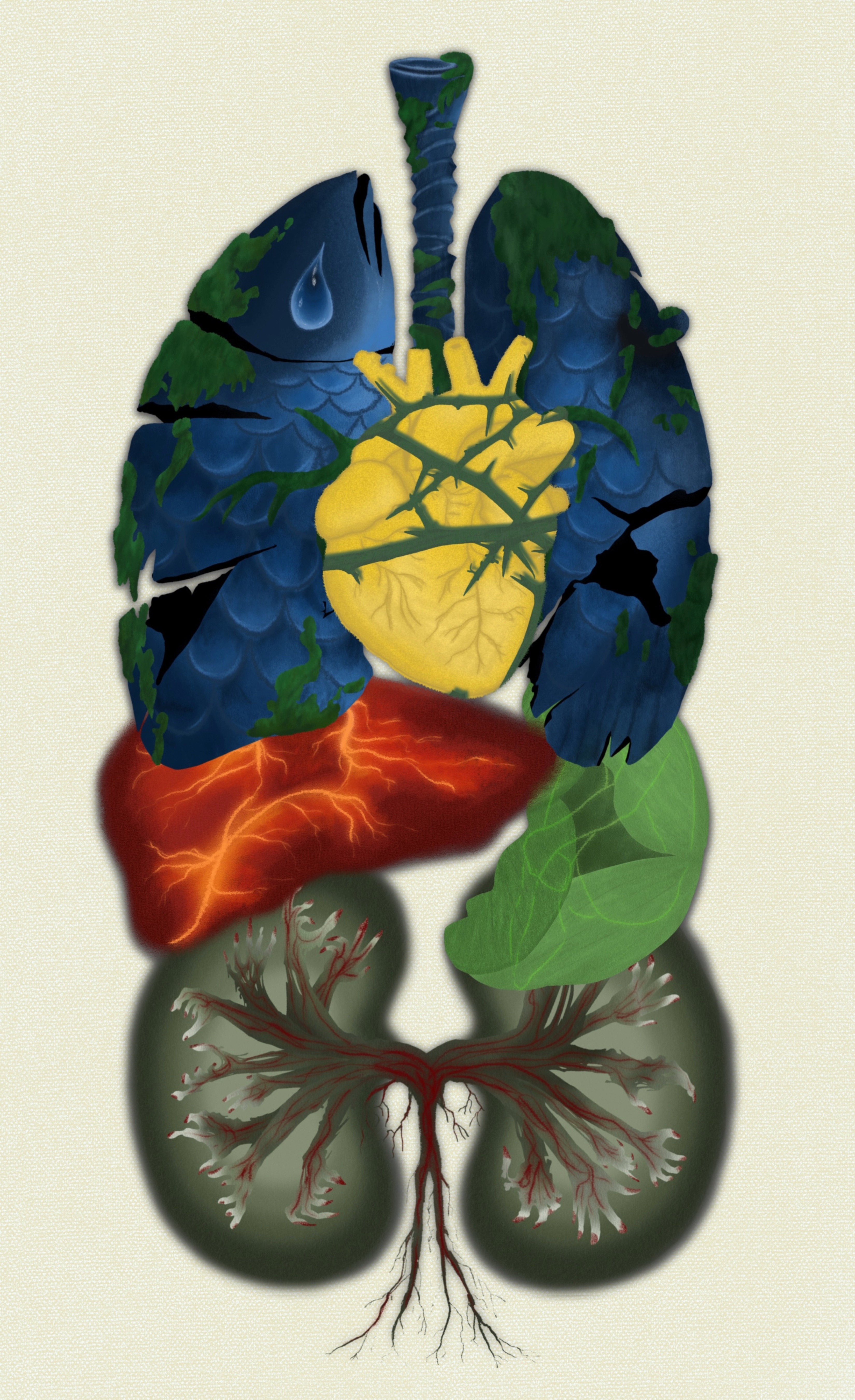 Internal Organs Map