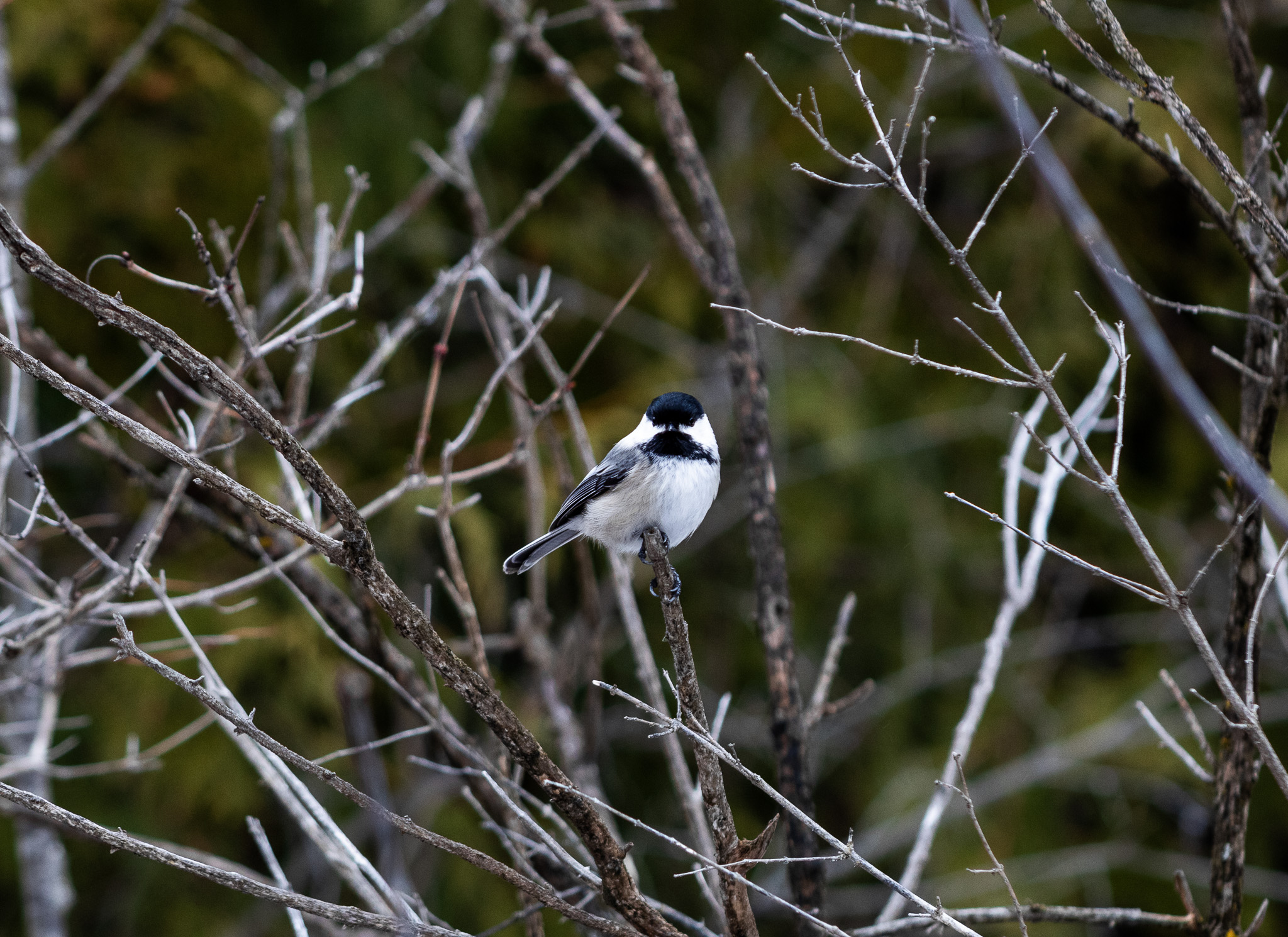 Early Spring Chickadees