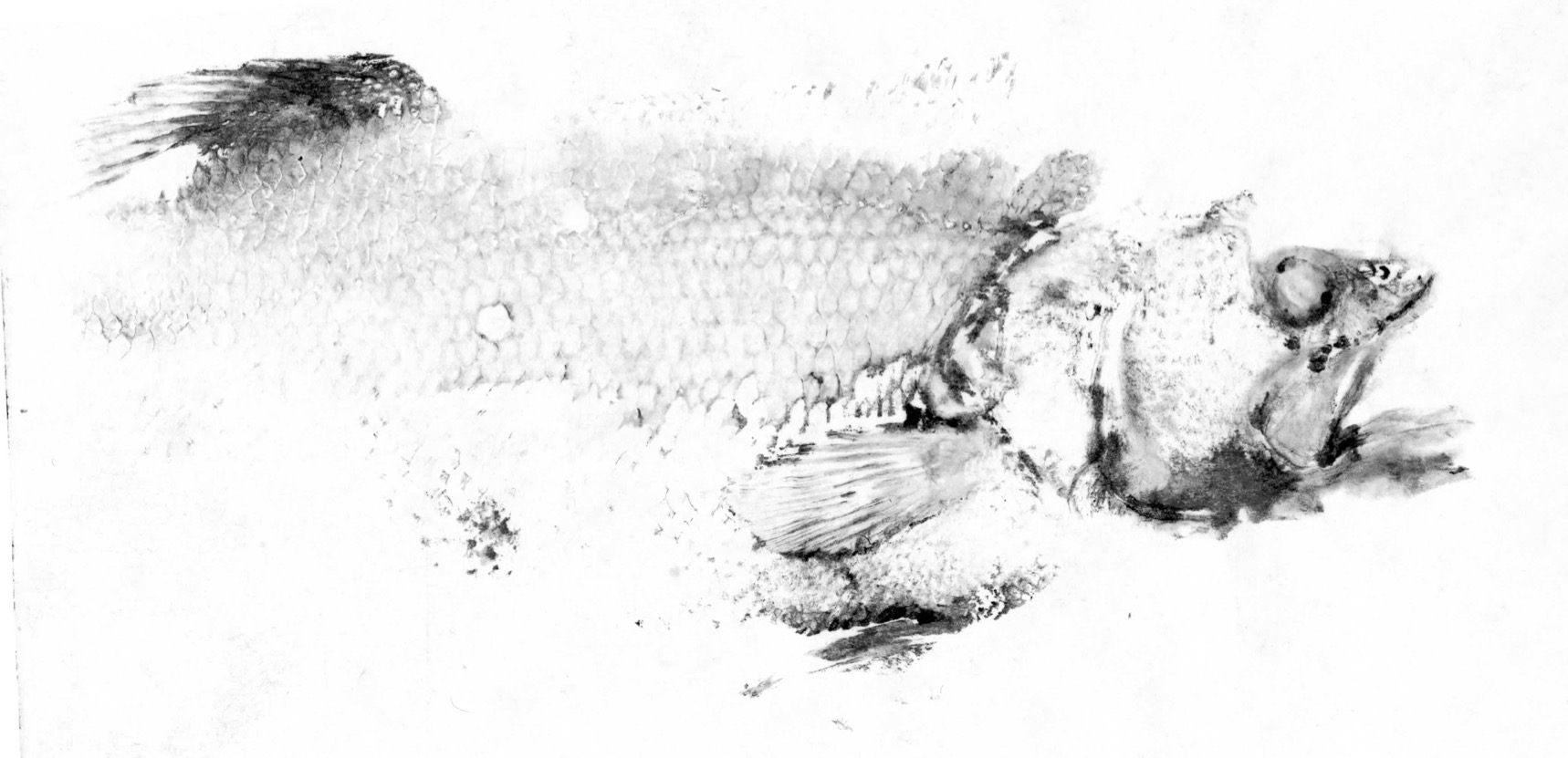 Fish Prints