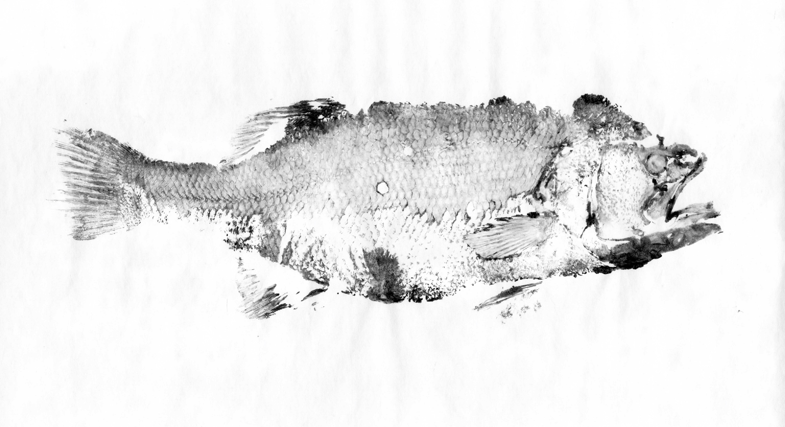 Fish Prints