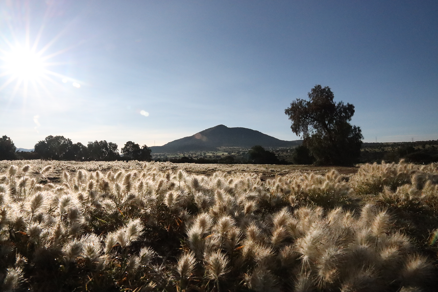 Arcos, Agua y Nopales 4