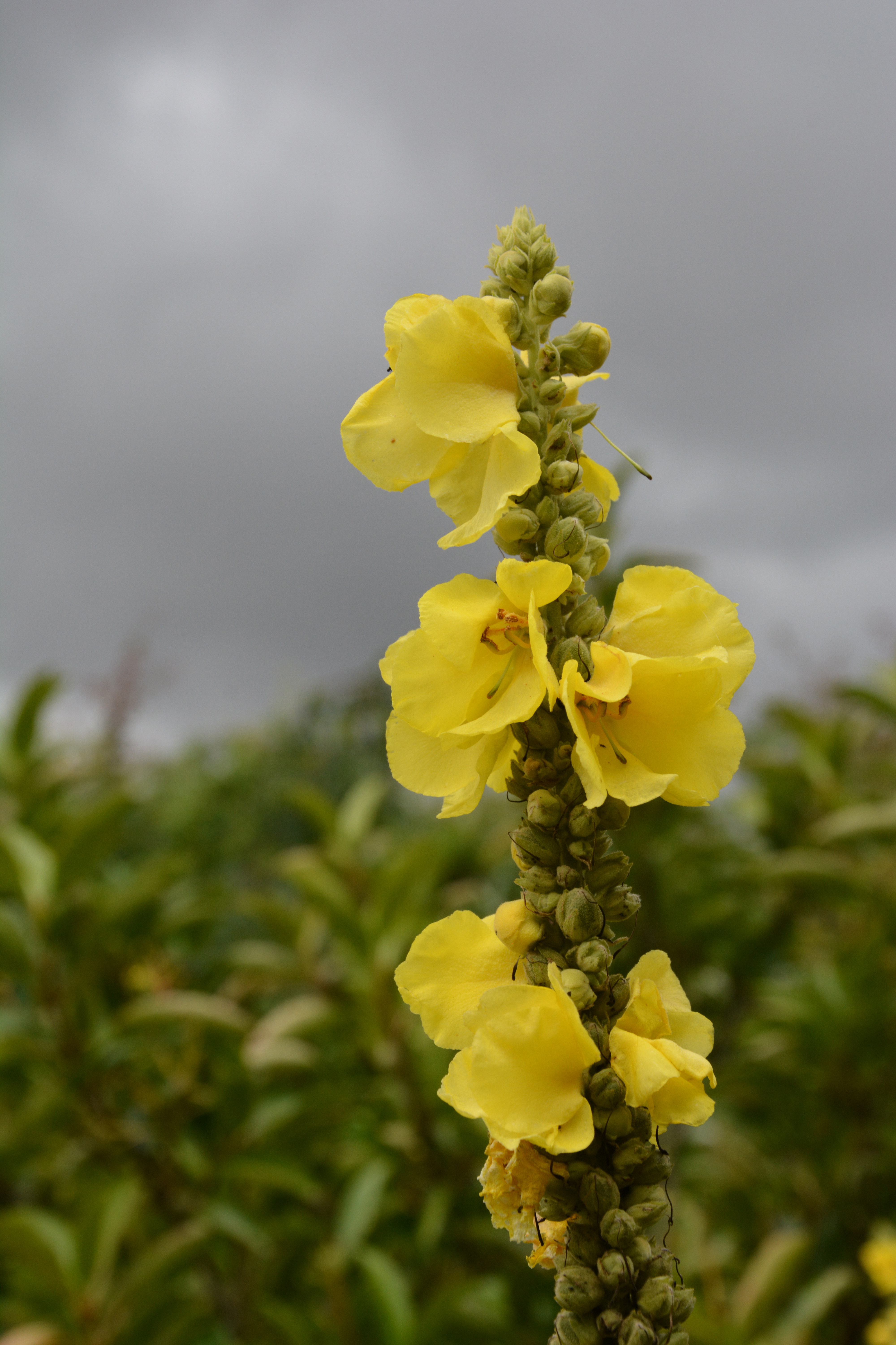 Photography Collection