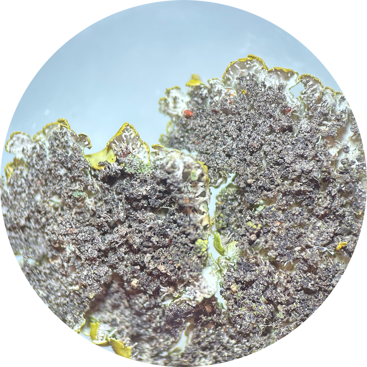 Lichen Thallus (underside) at 20x Magnification