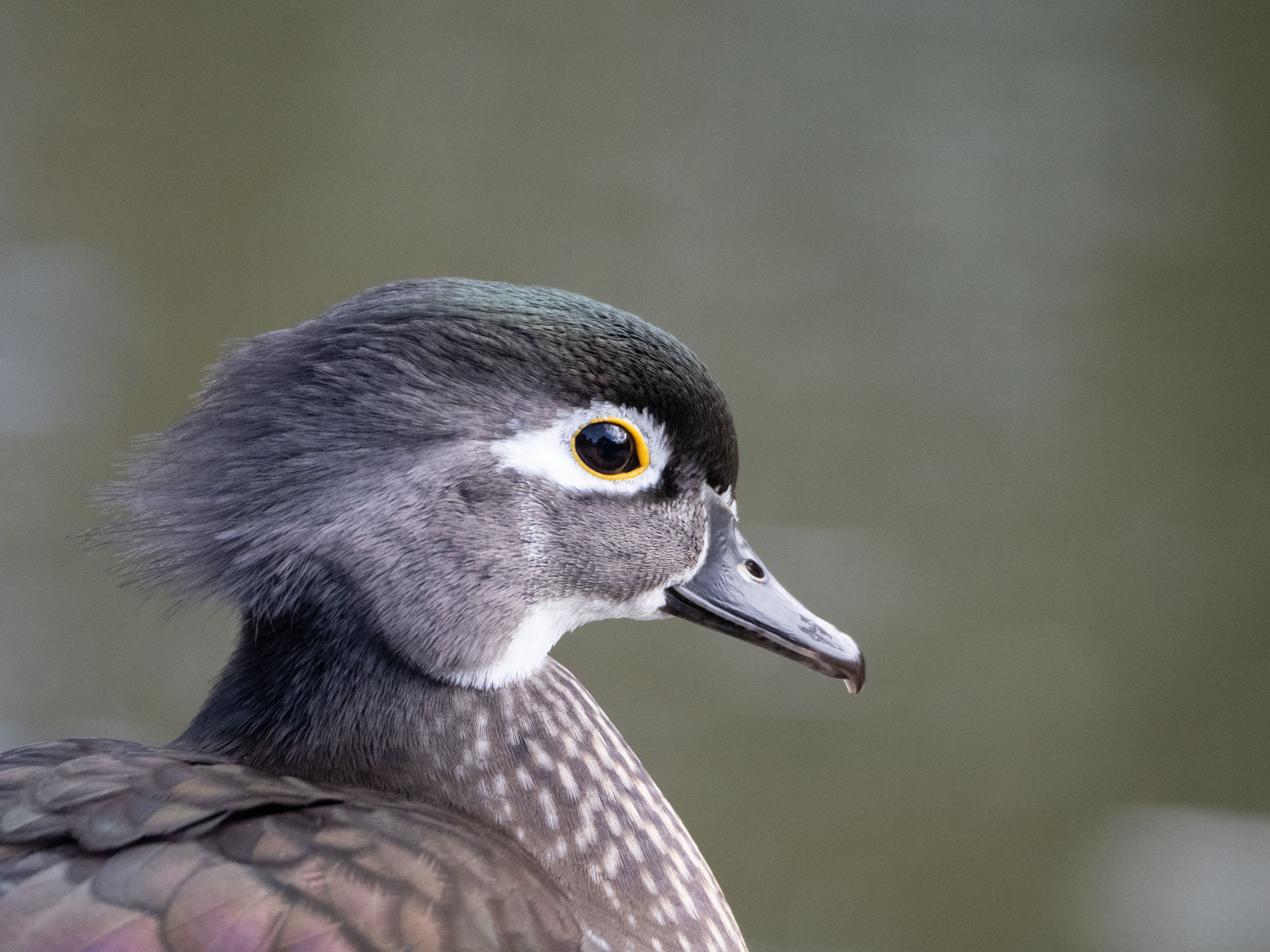 In Our Own Backyards