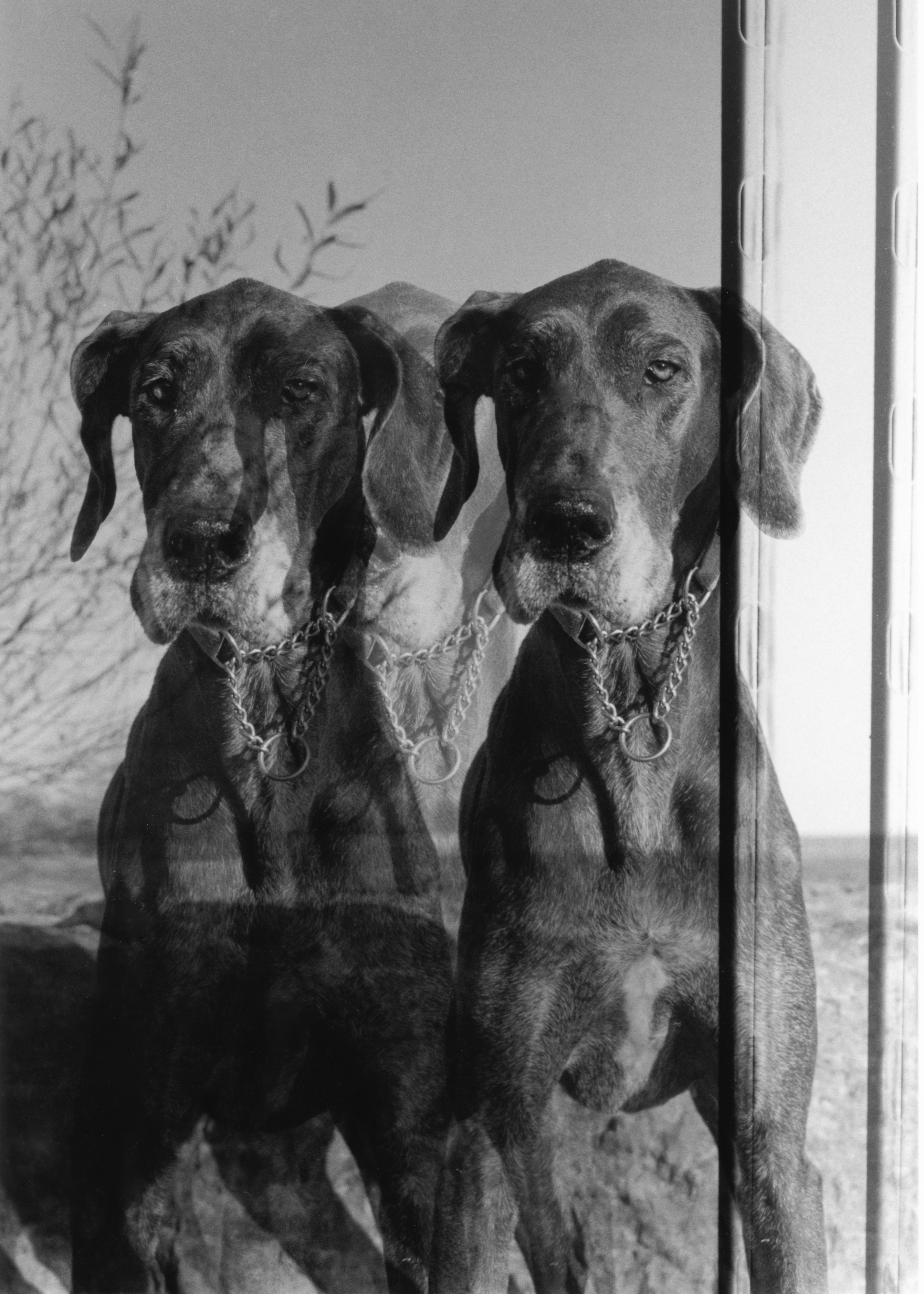 The Children of Cerberus