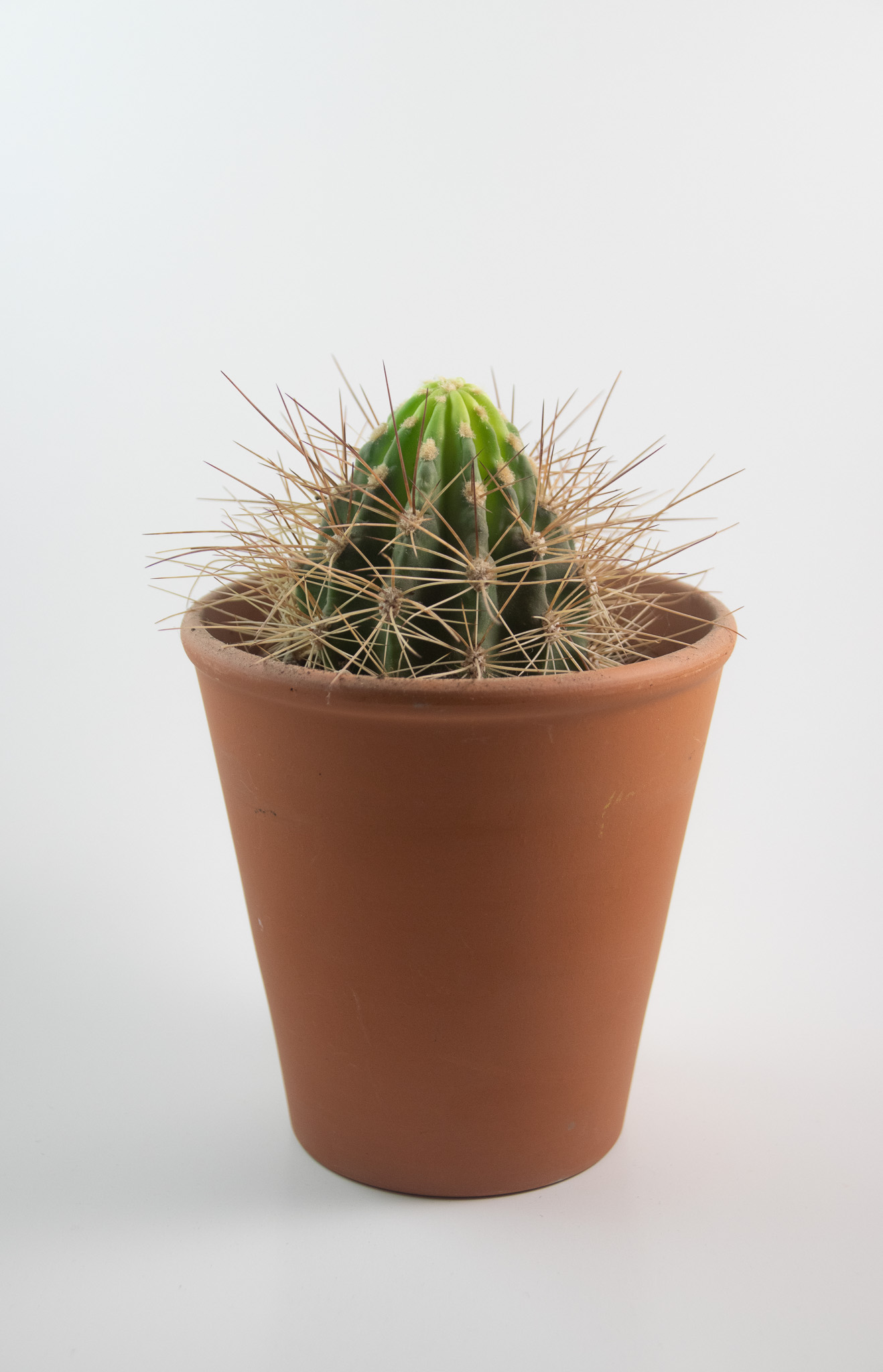 Simple Life, Simple Love