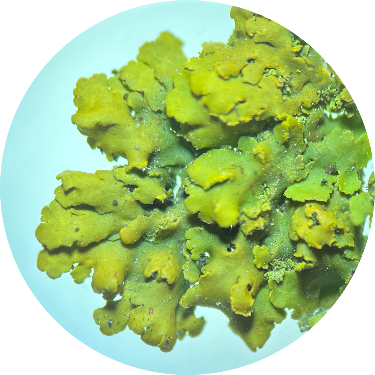 Lichen Thallus at 20x Magnification