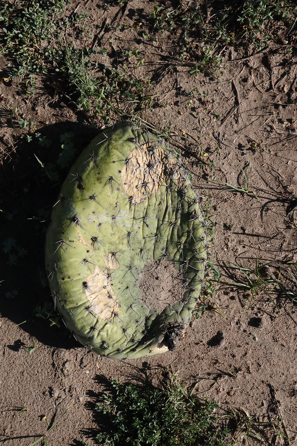 Arcos, Agua y Nopales 8