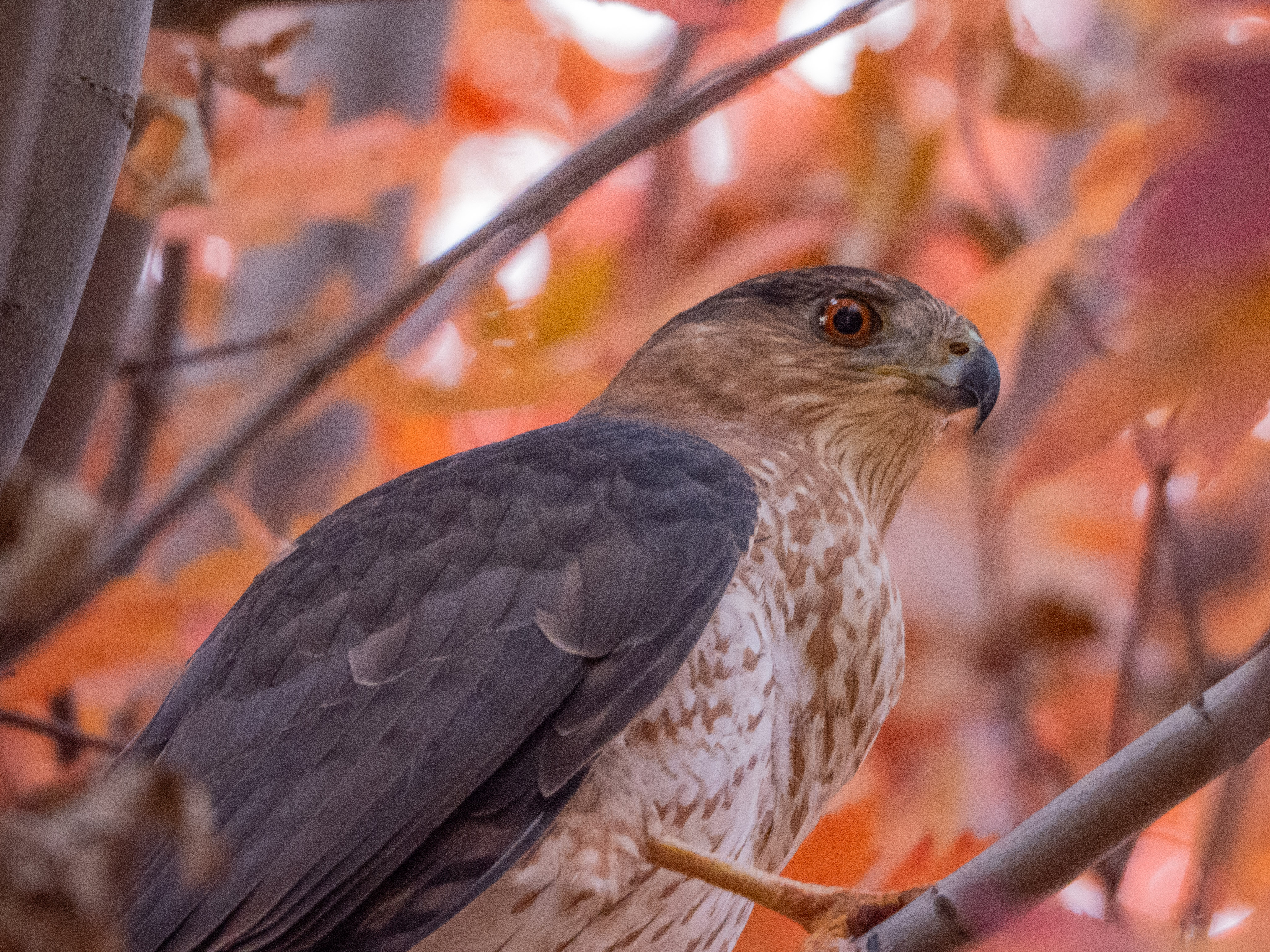 In Our Own Backyards