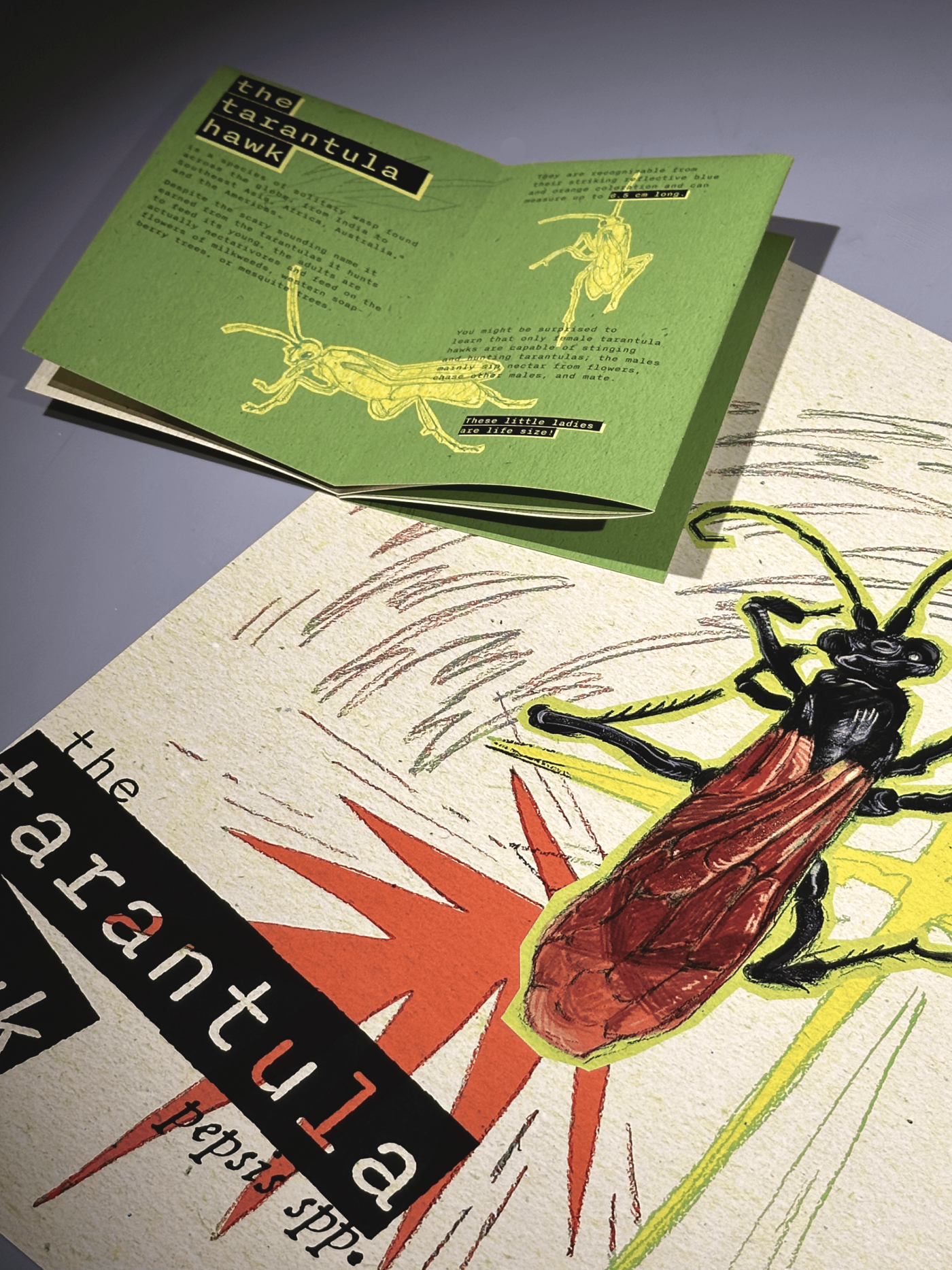 The Tarantula Hawk: an Informational Zine