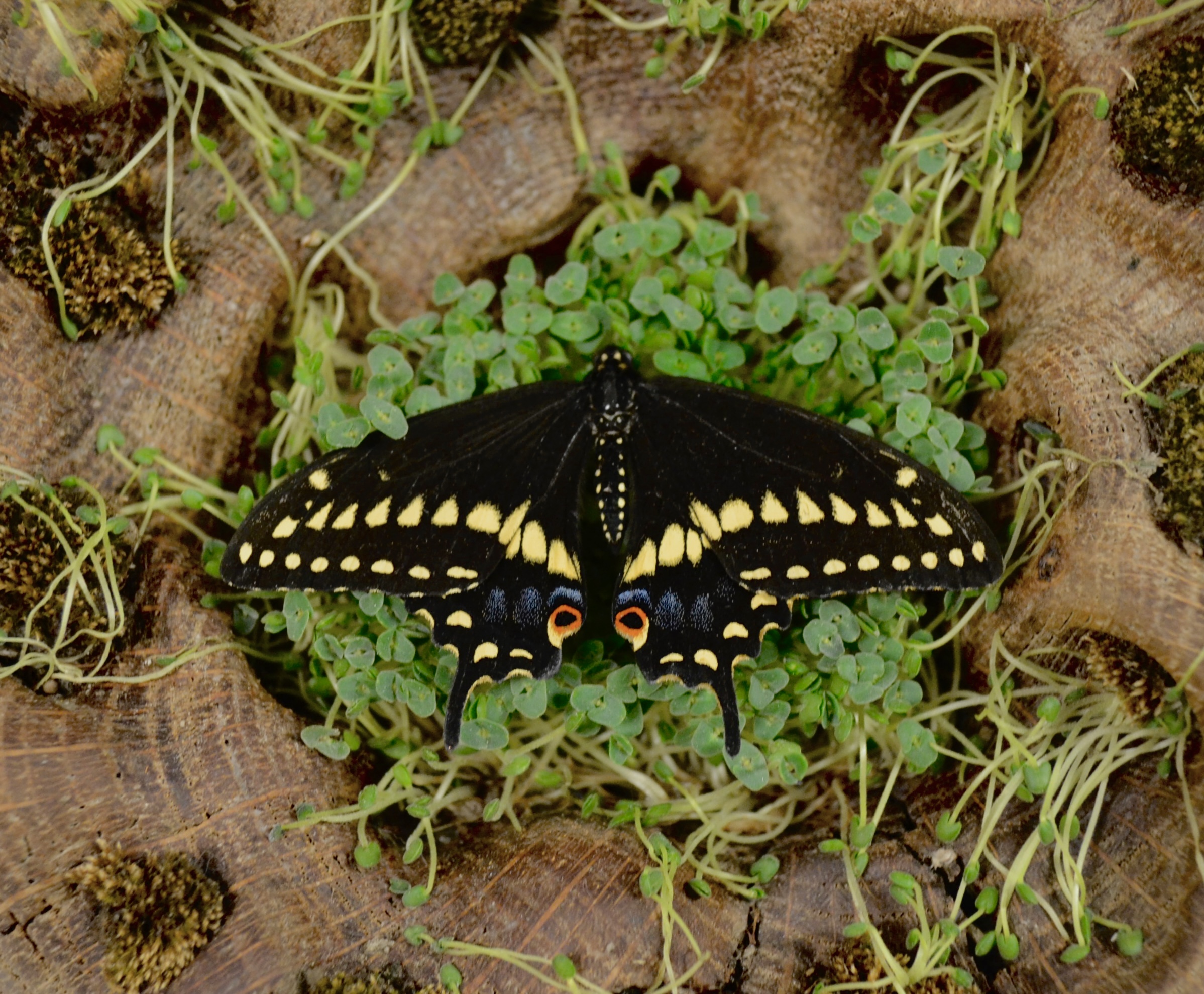 Spring offerings for a new home