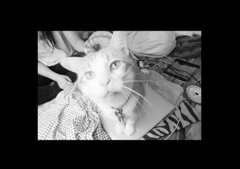 Jingle Kitty Rocket Shower