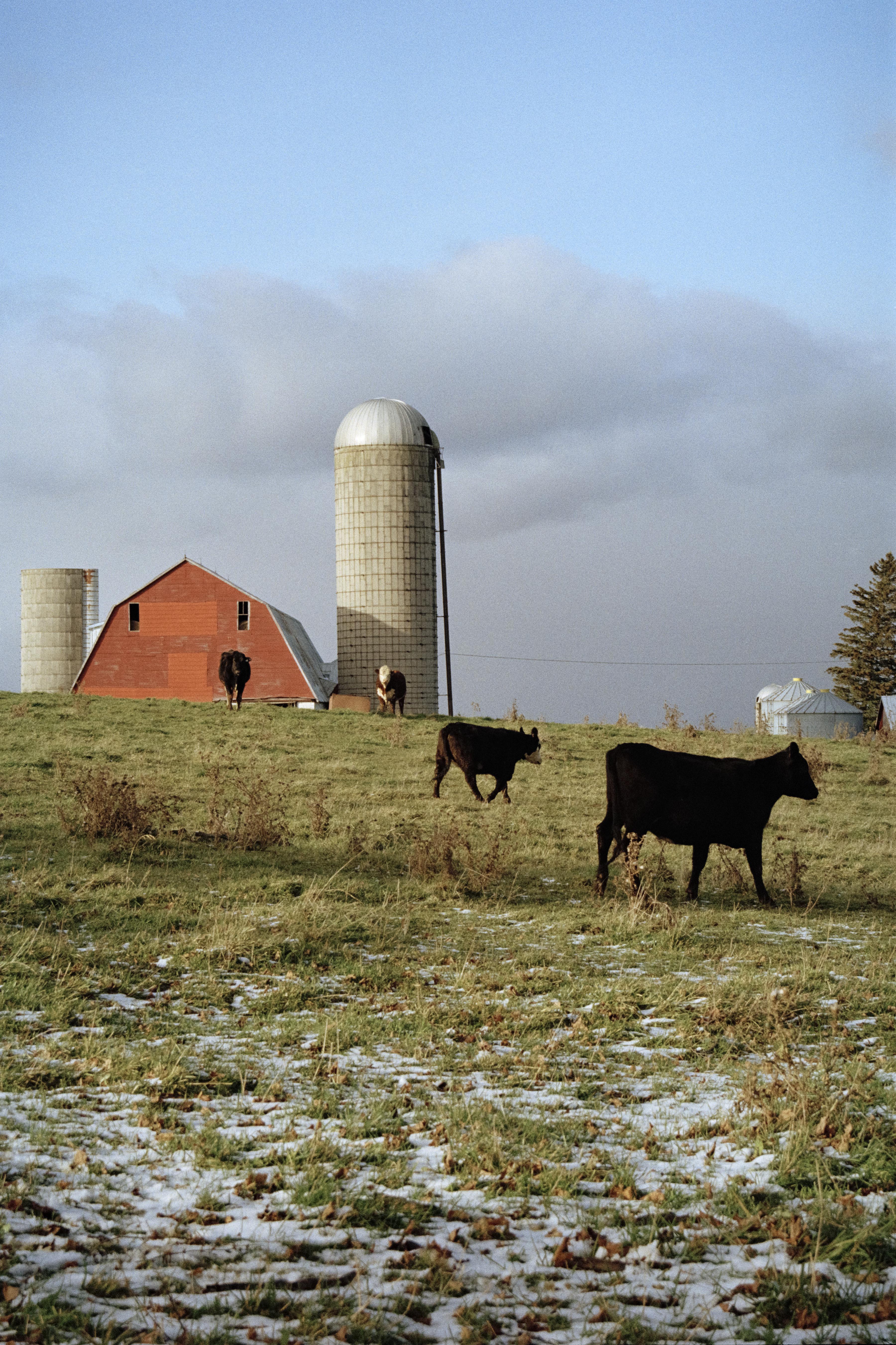 The Keepers of Watership Down