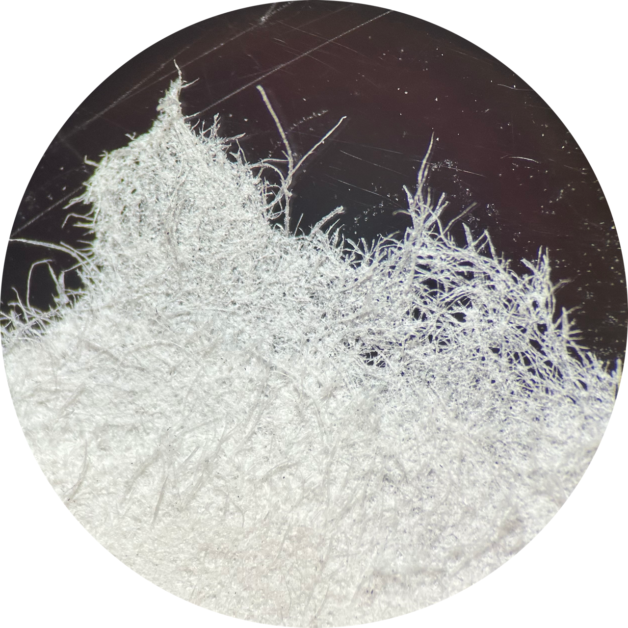 Newsprint at 20x Magnification