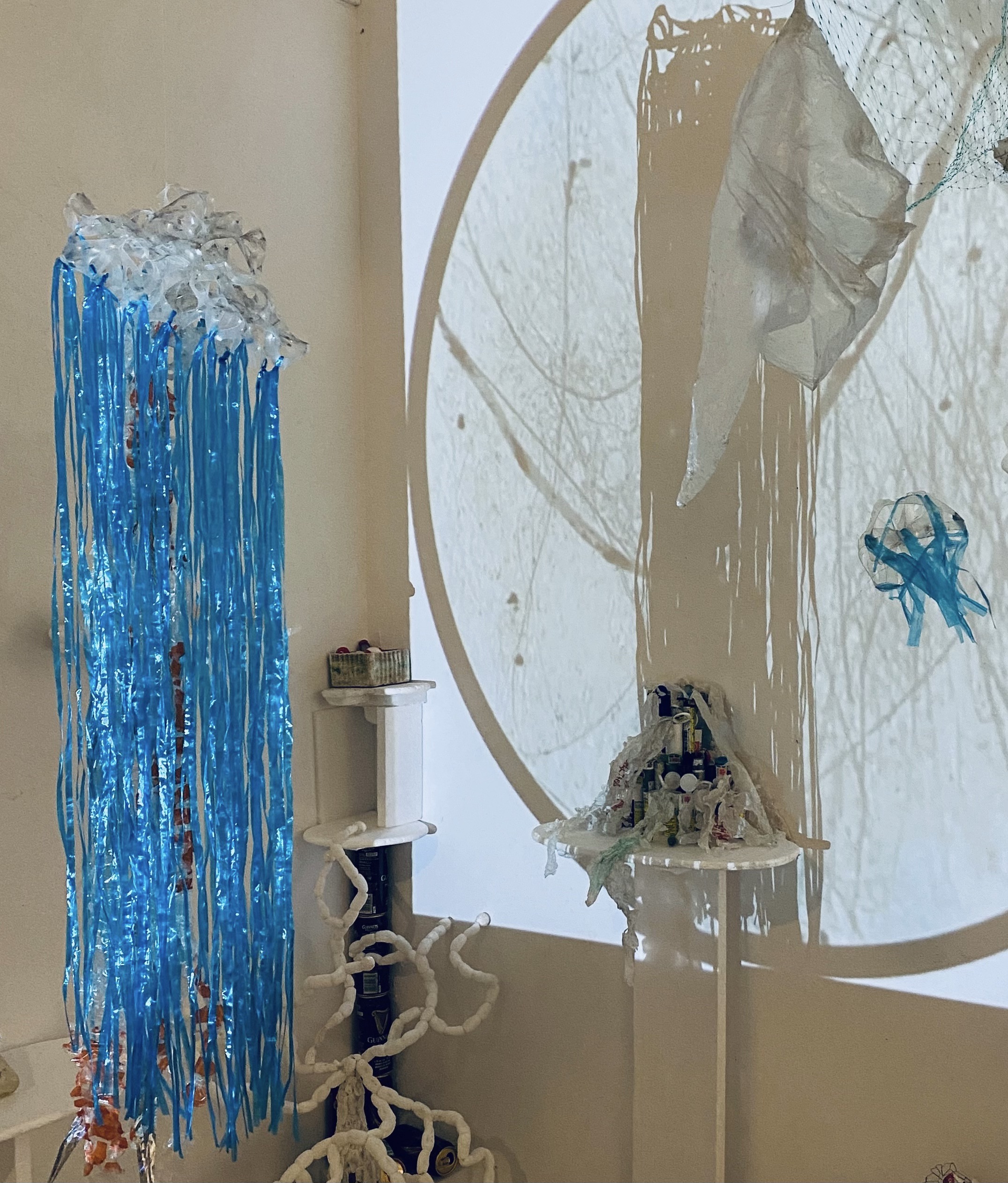 Cyanea tendiculae, photo by Julius Poncelet Manapul