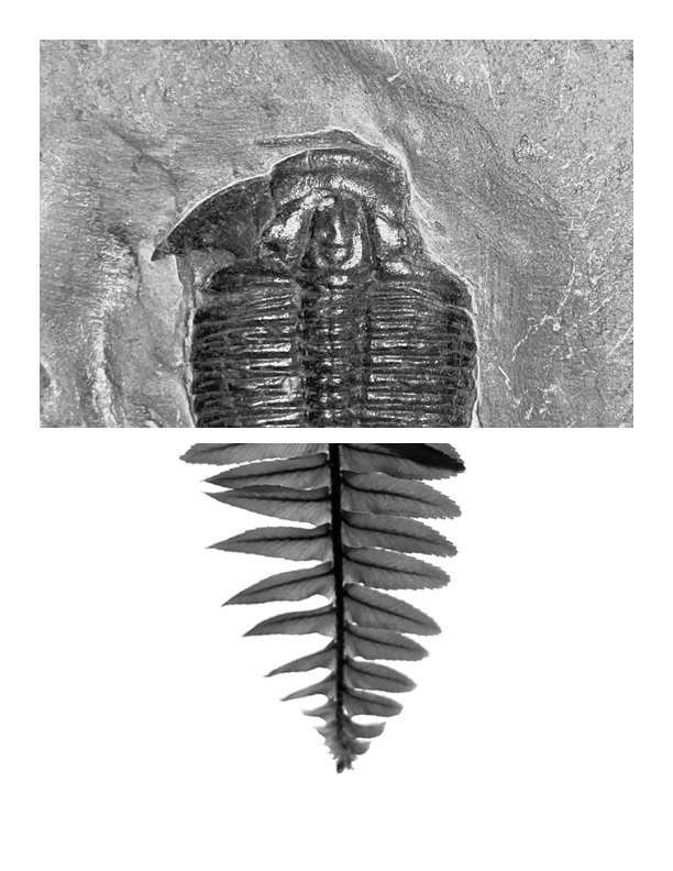 Explorations of Biomimicry and Relationally