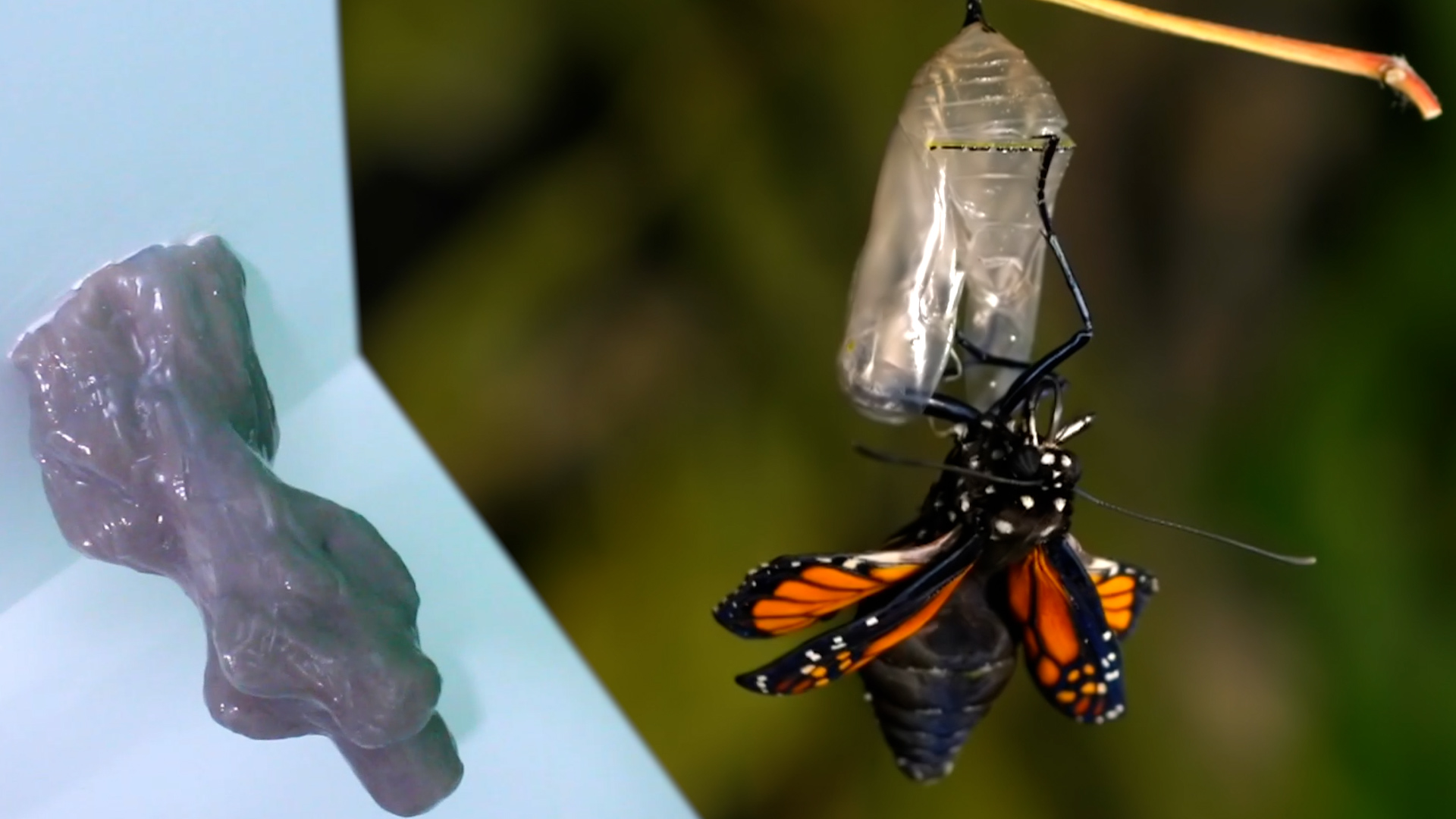 Still Images from "Of Love and Flight"