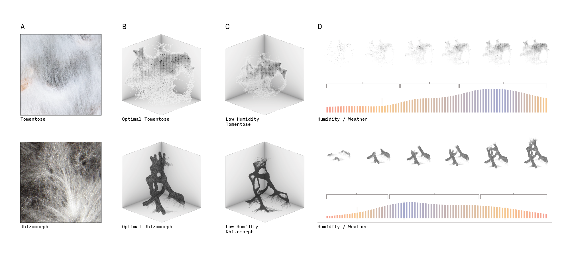 Types of Mycelium Diagram
