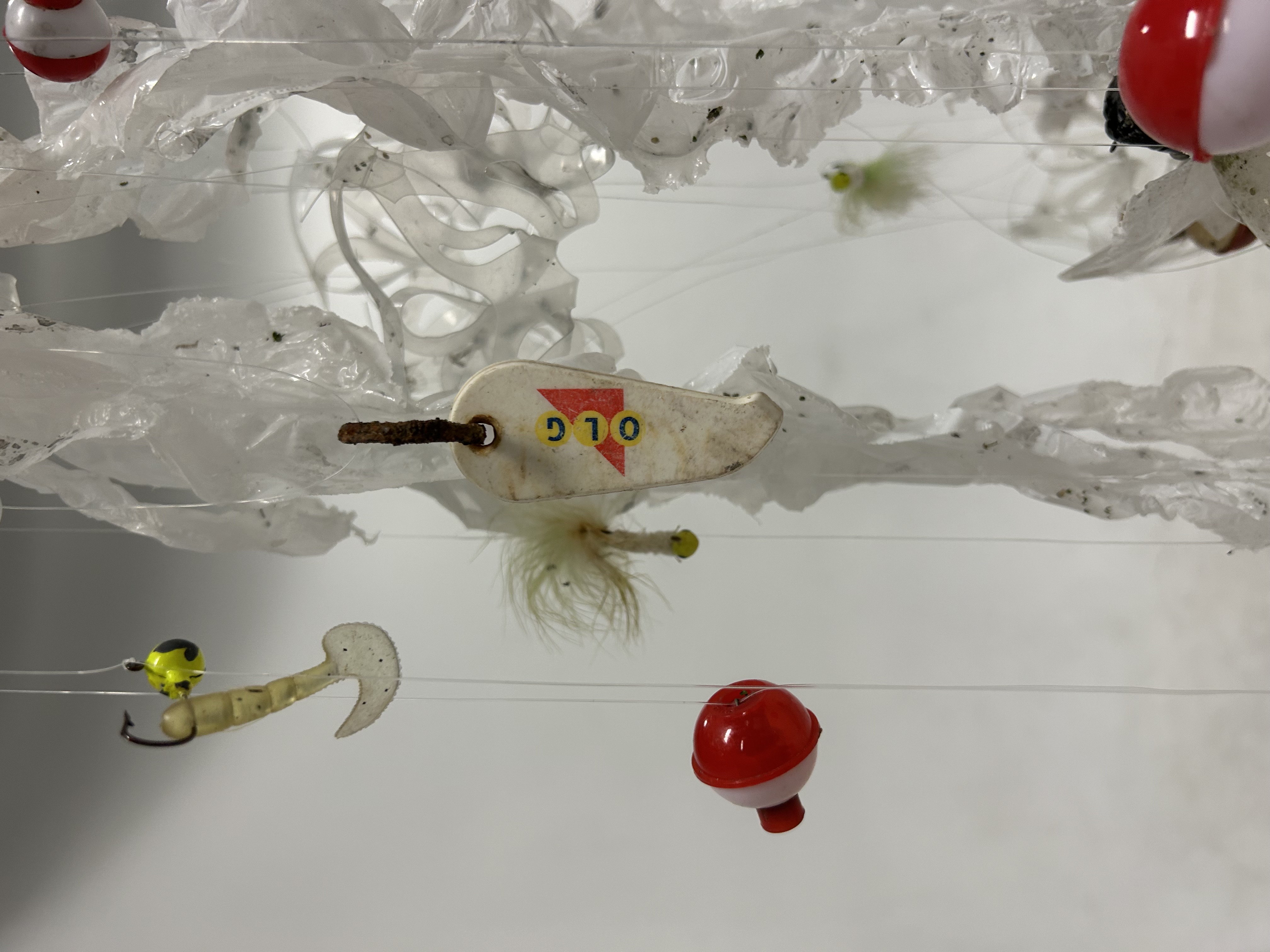 Cyanea tendiculae, Close Up of Tentacles and Oral Arms