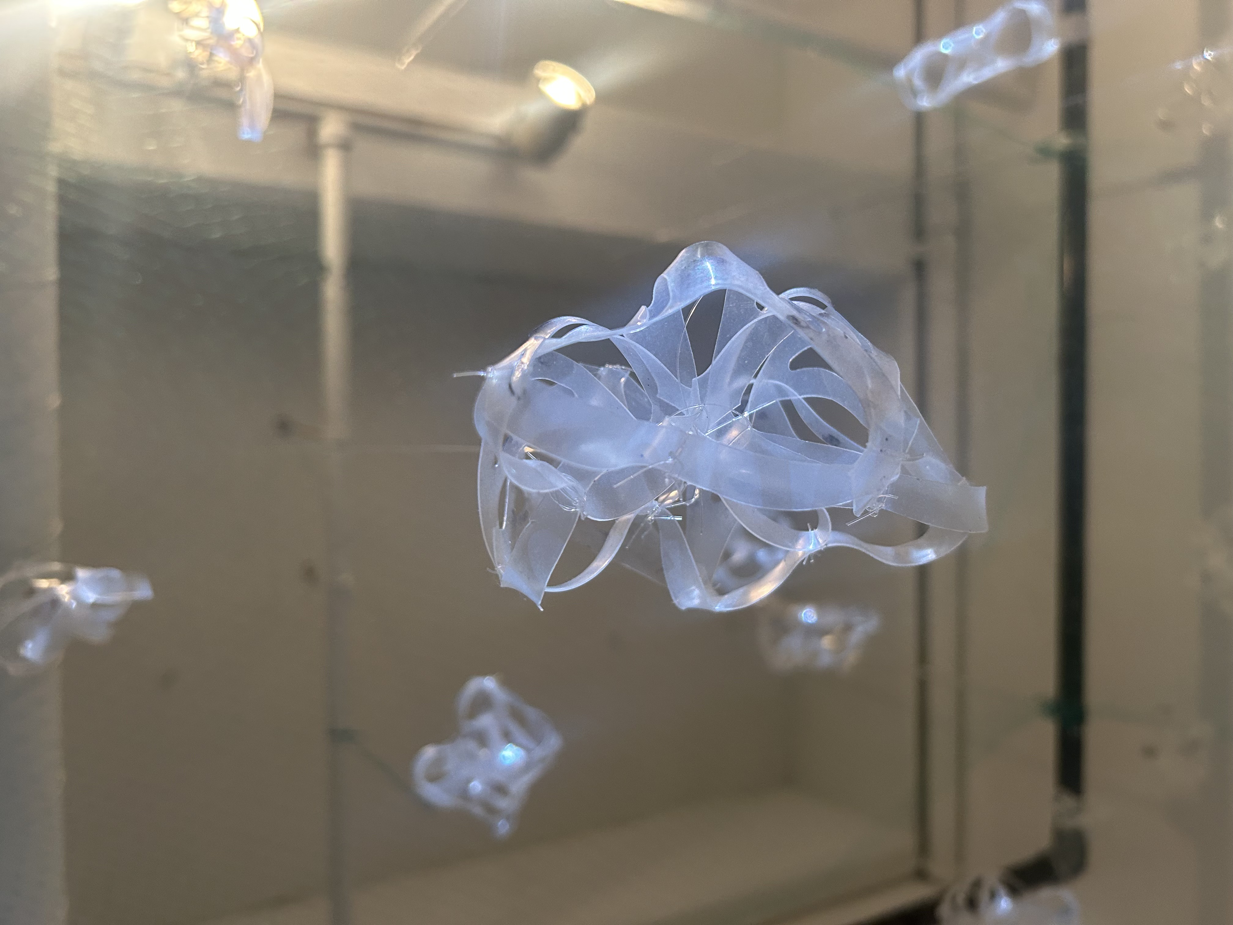 Cyanea tendiculae, photo by Stefania Capobianco