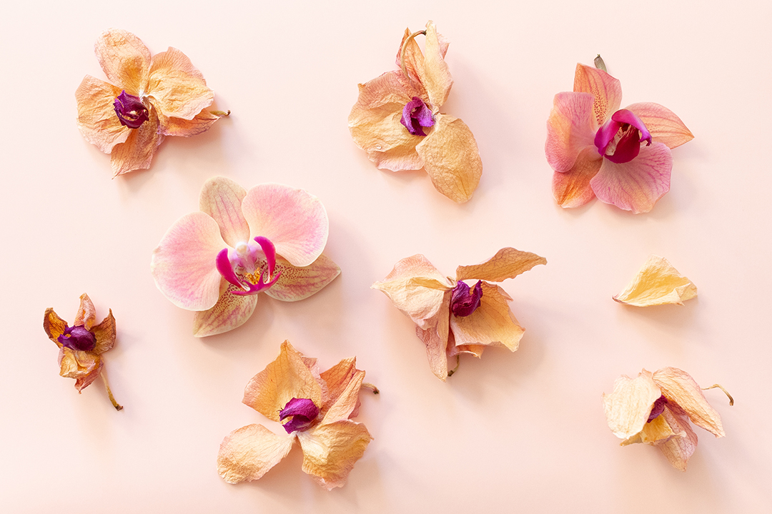 Fragmented Flora: Digital Embodiments of Being in Time and Space