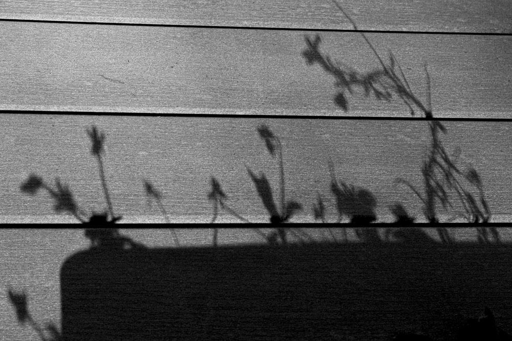 ▐  Light & Shadow ▐