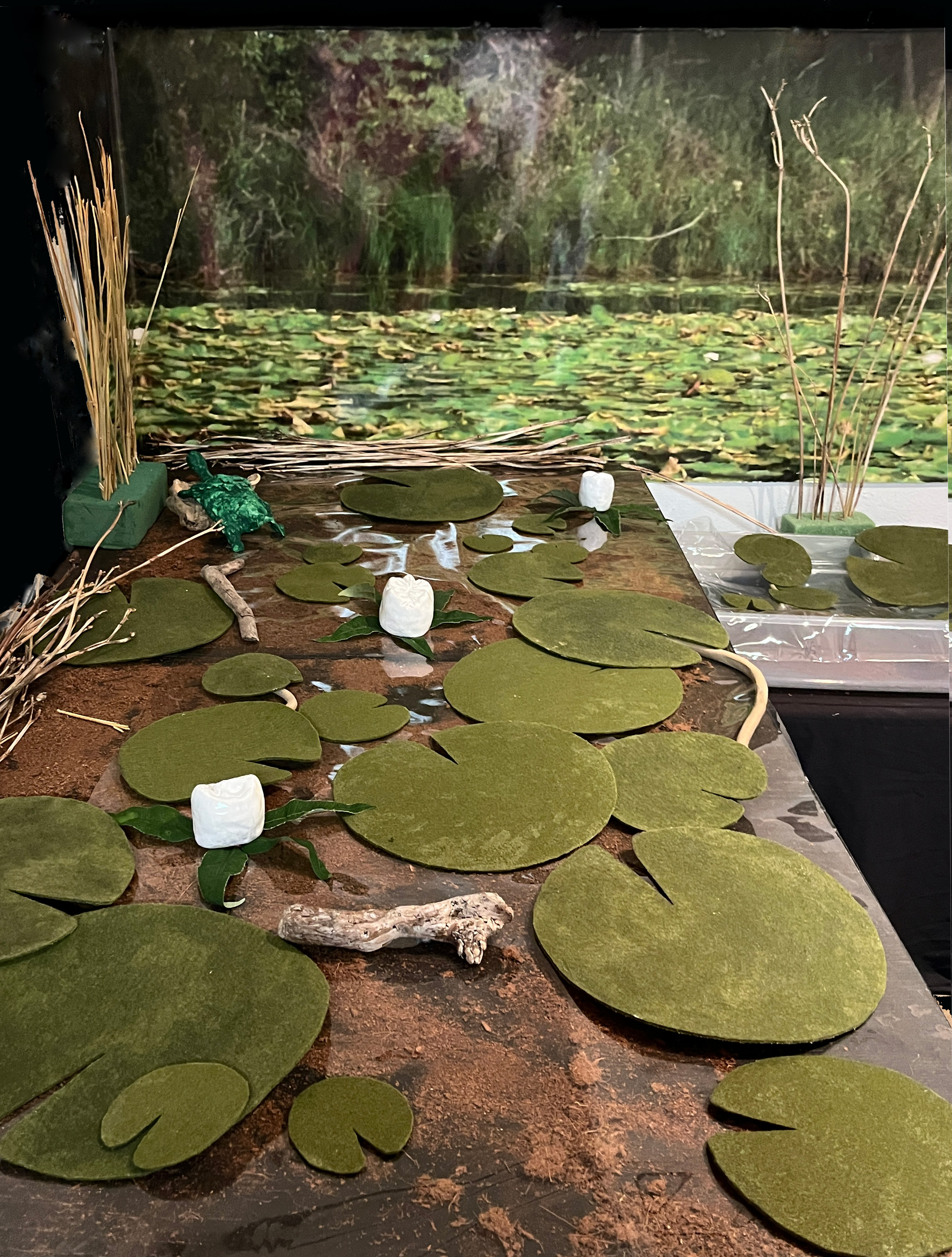 26 Nymphaea Odontotorata