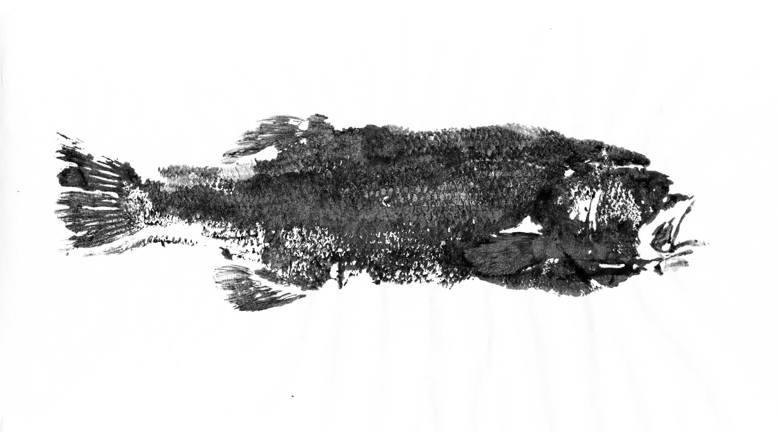 Fish Prints