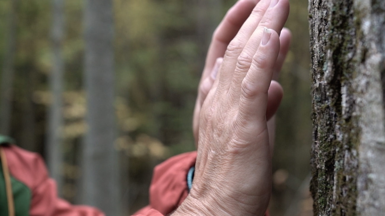 Amongst The Trees: A Short Film