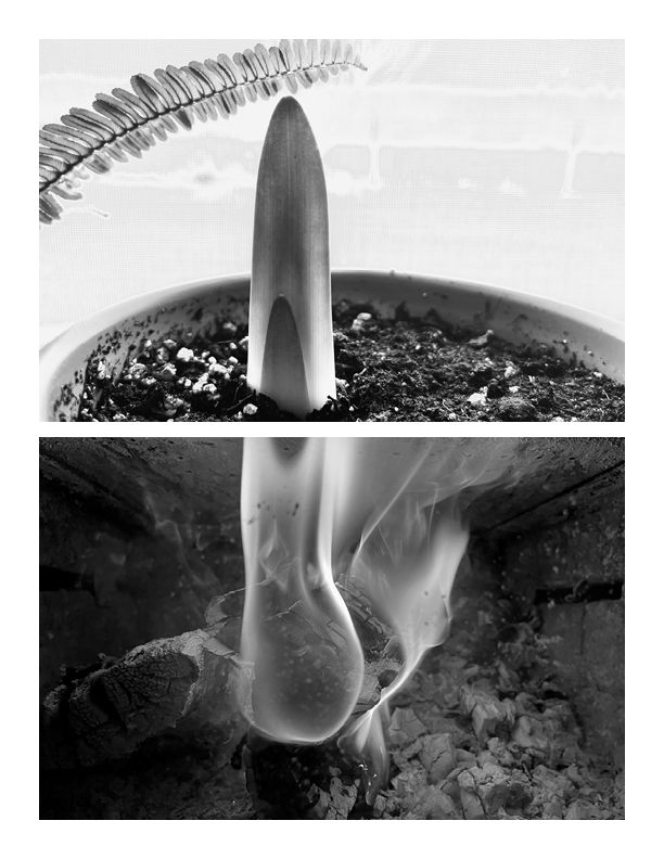 Explorations of Biomimicry and Relationally