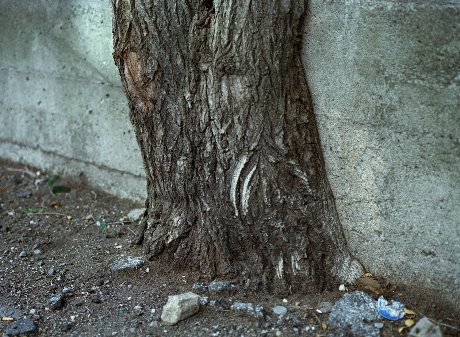 i see you through the concrete