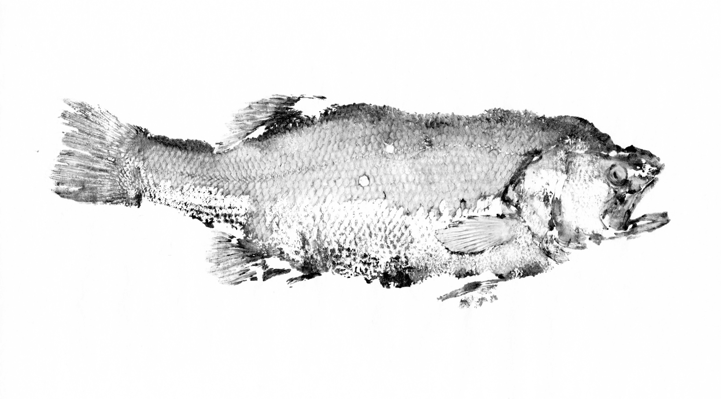 Fish Prints