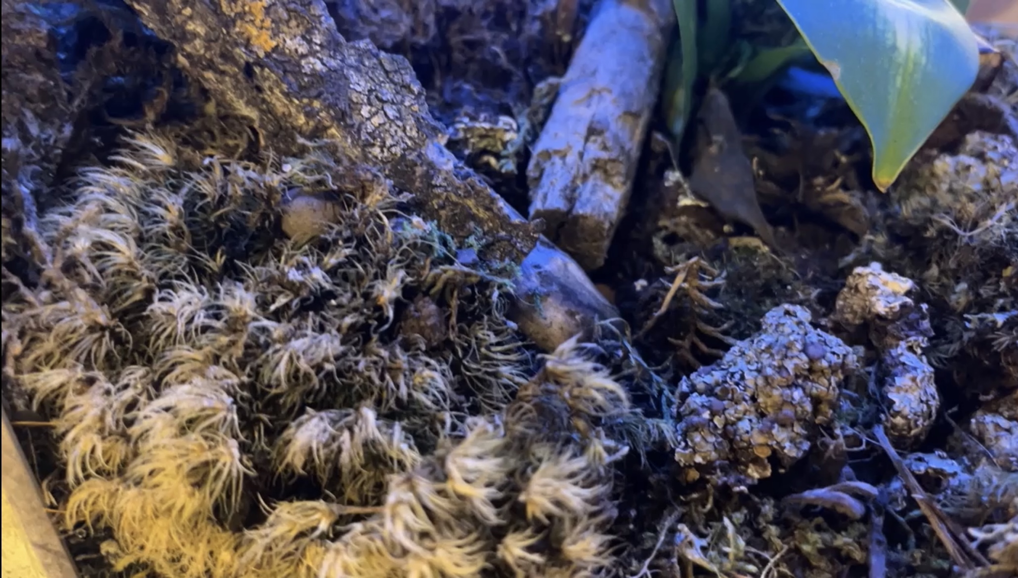 Watch the Land, Watching You