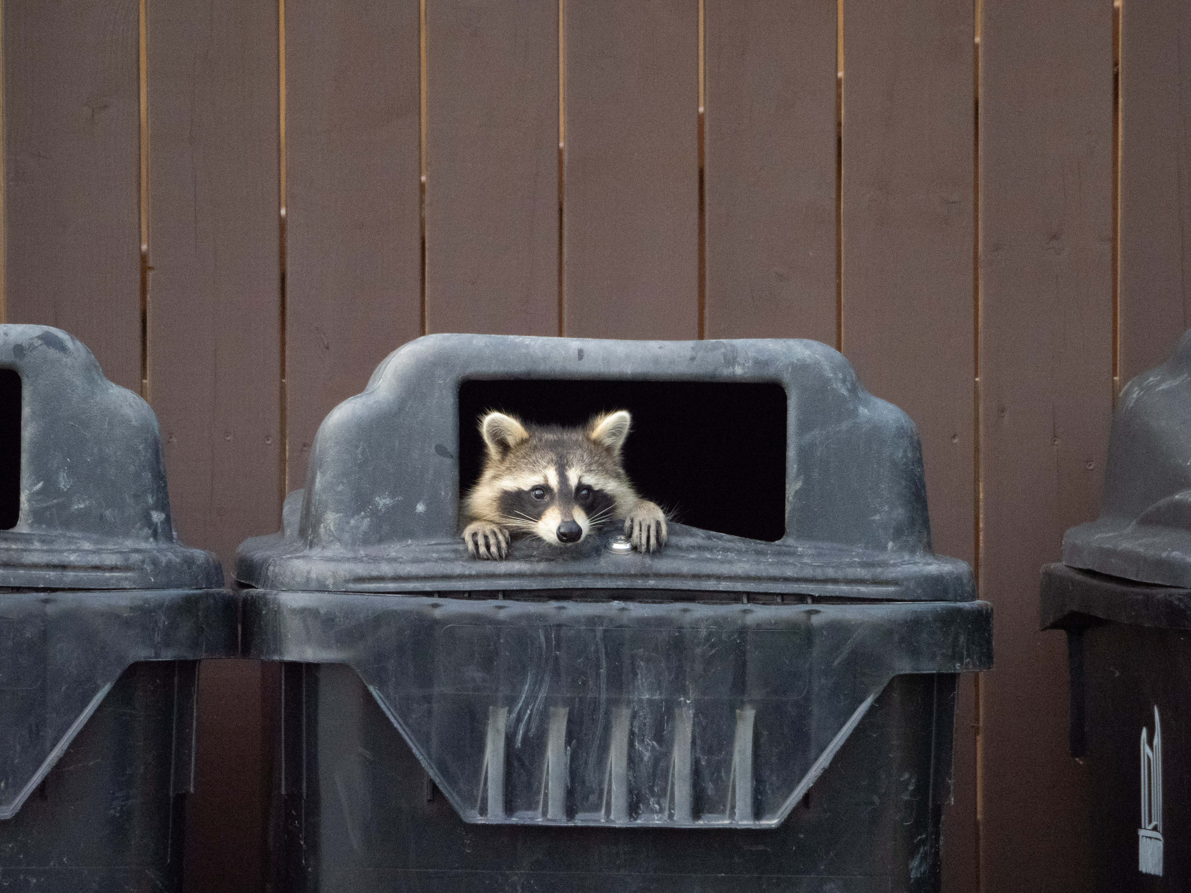 In Our Own Backyards