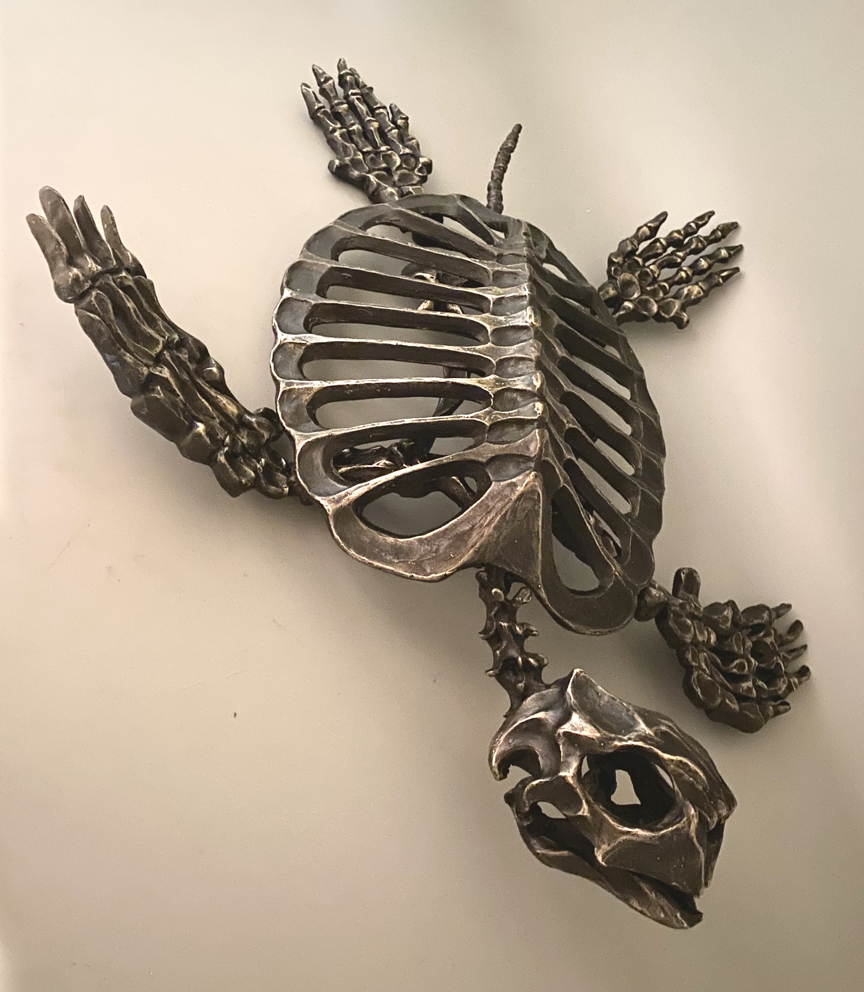 Sea Turtle Skeleton