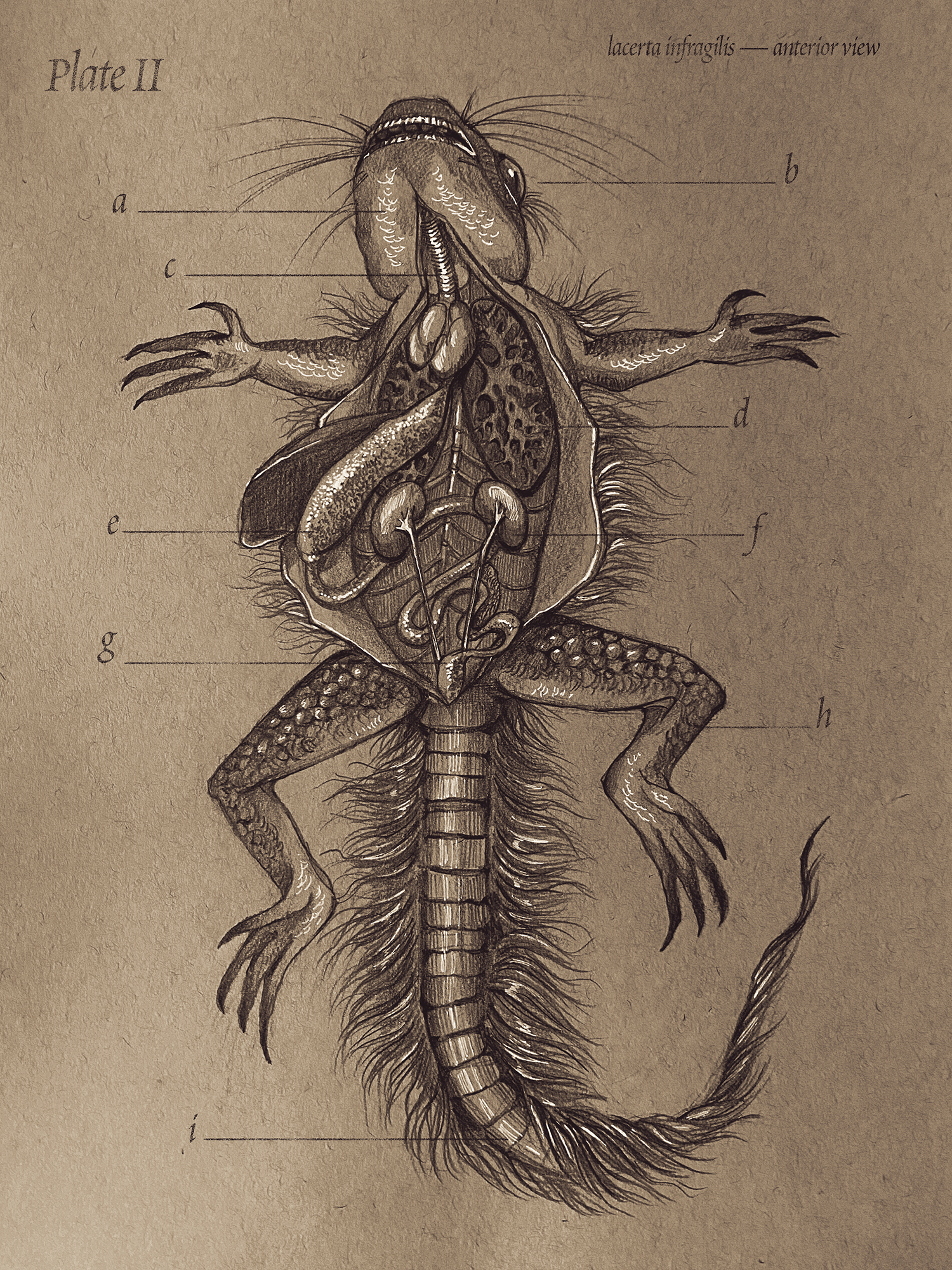 SCP-682: “The Hard-To-Destroy Reptile”