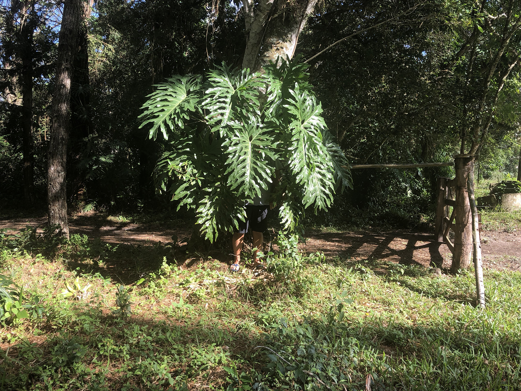 Invisible by the Tropics 3