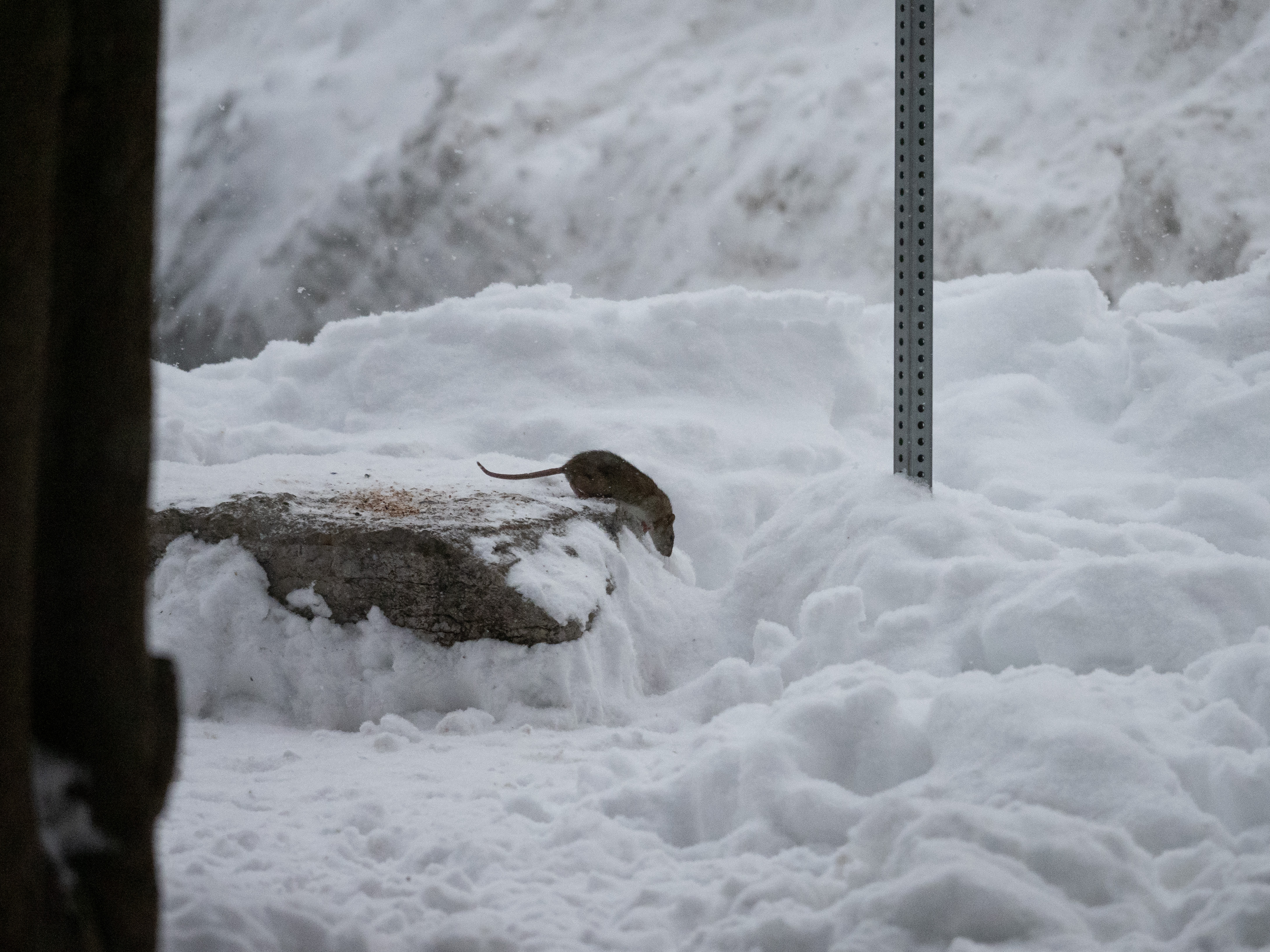 In Our Own Backyards