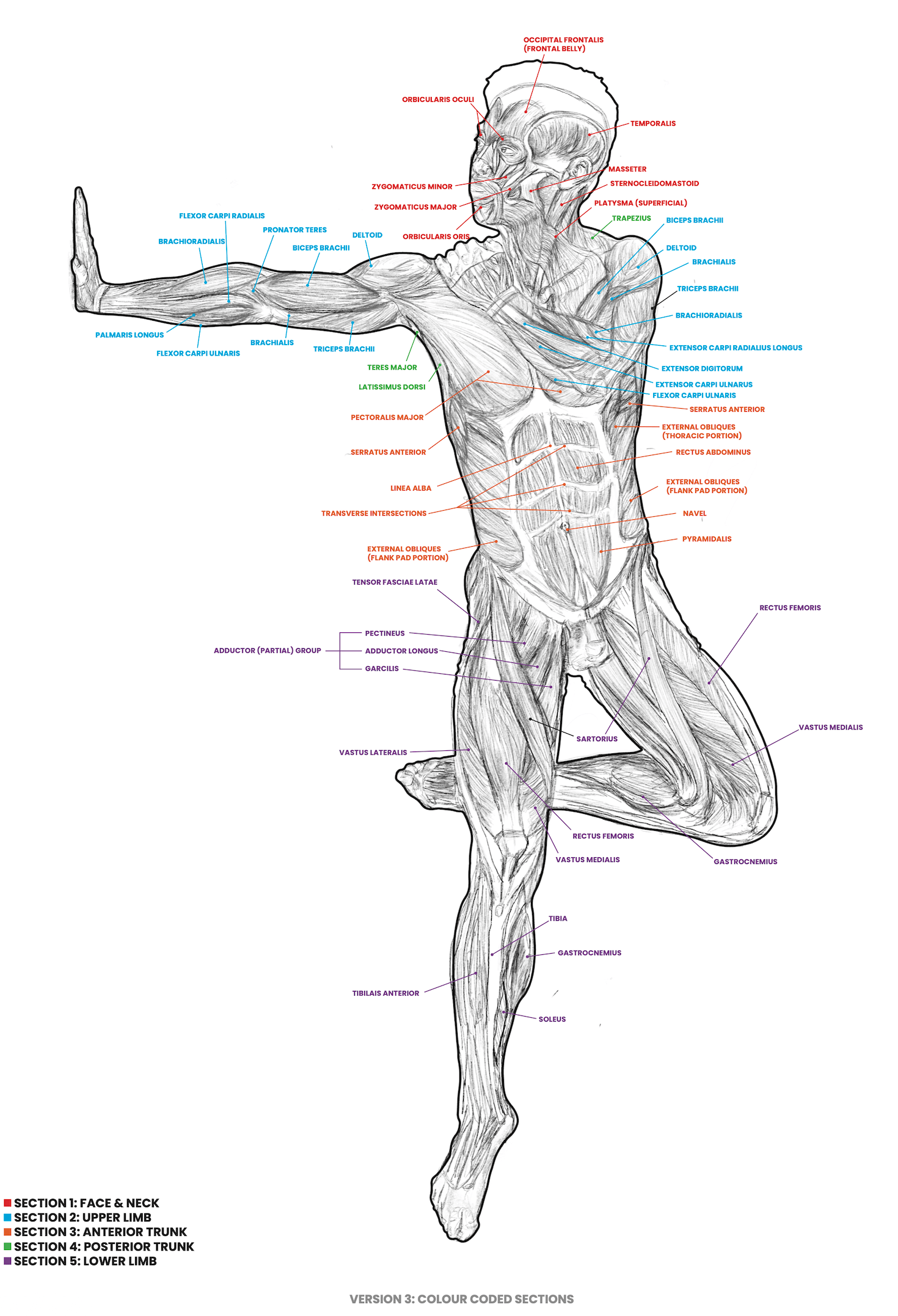 ¹² Skeletal & MSK Analysis