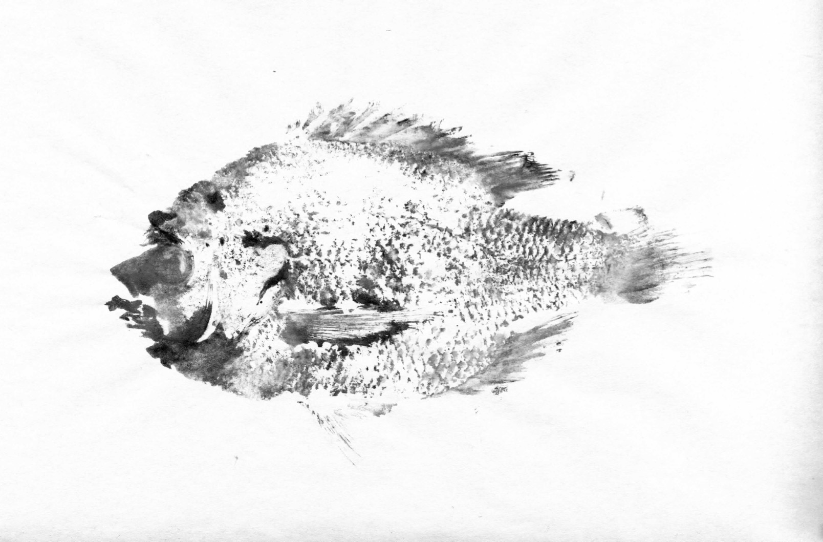 Fish Prints