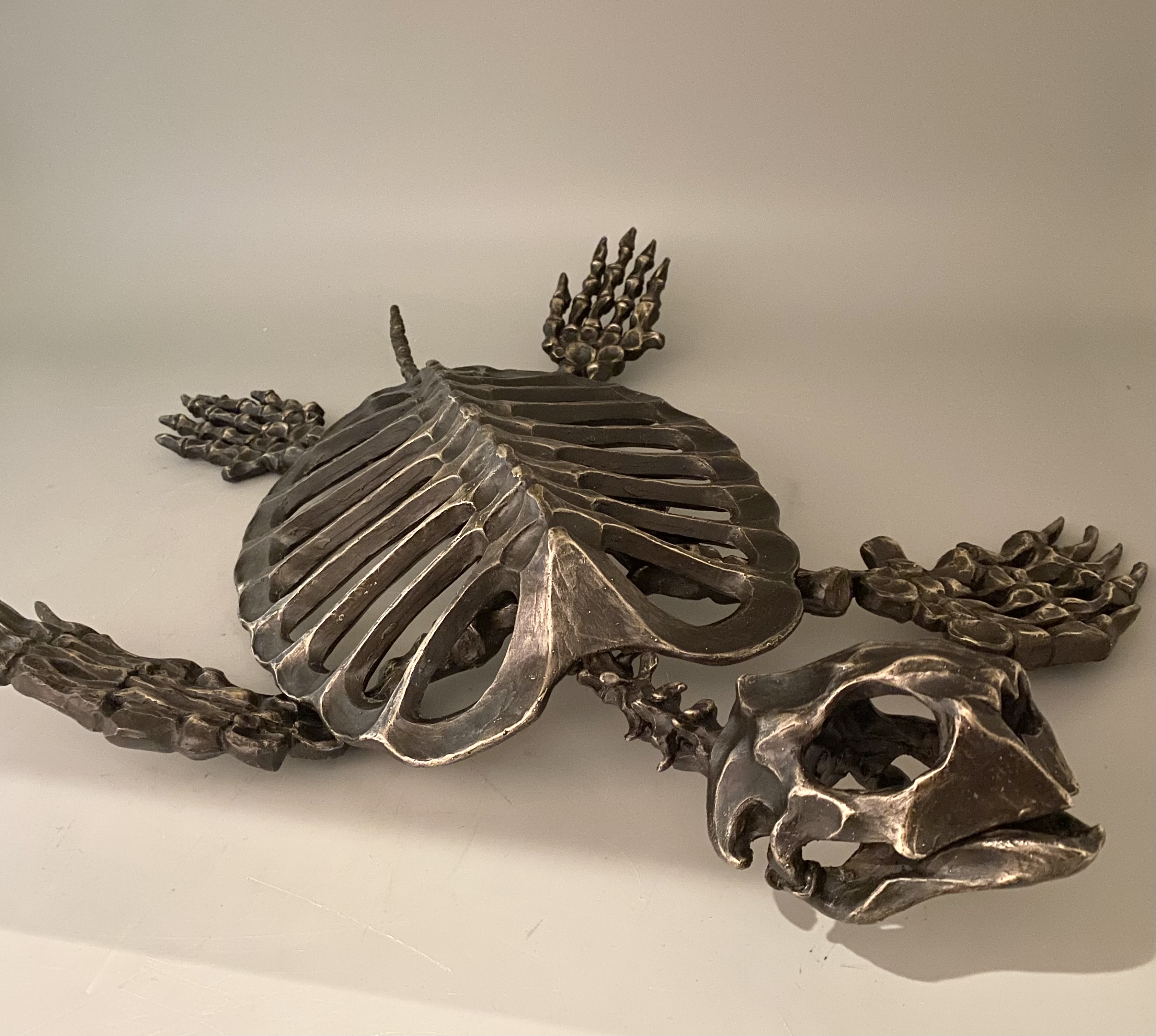 Sea Turtle Skeleton