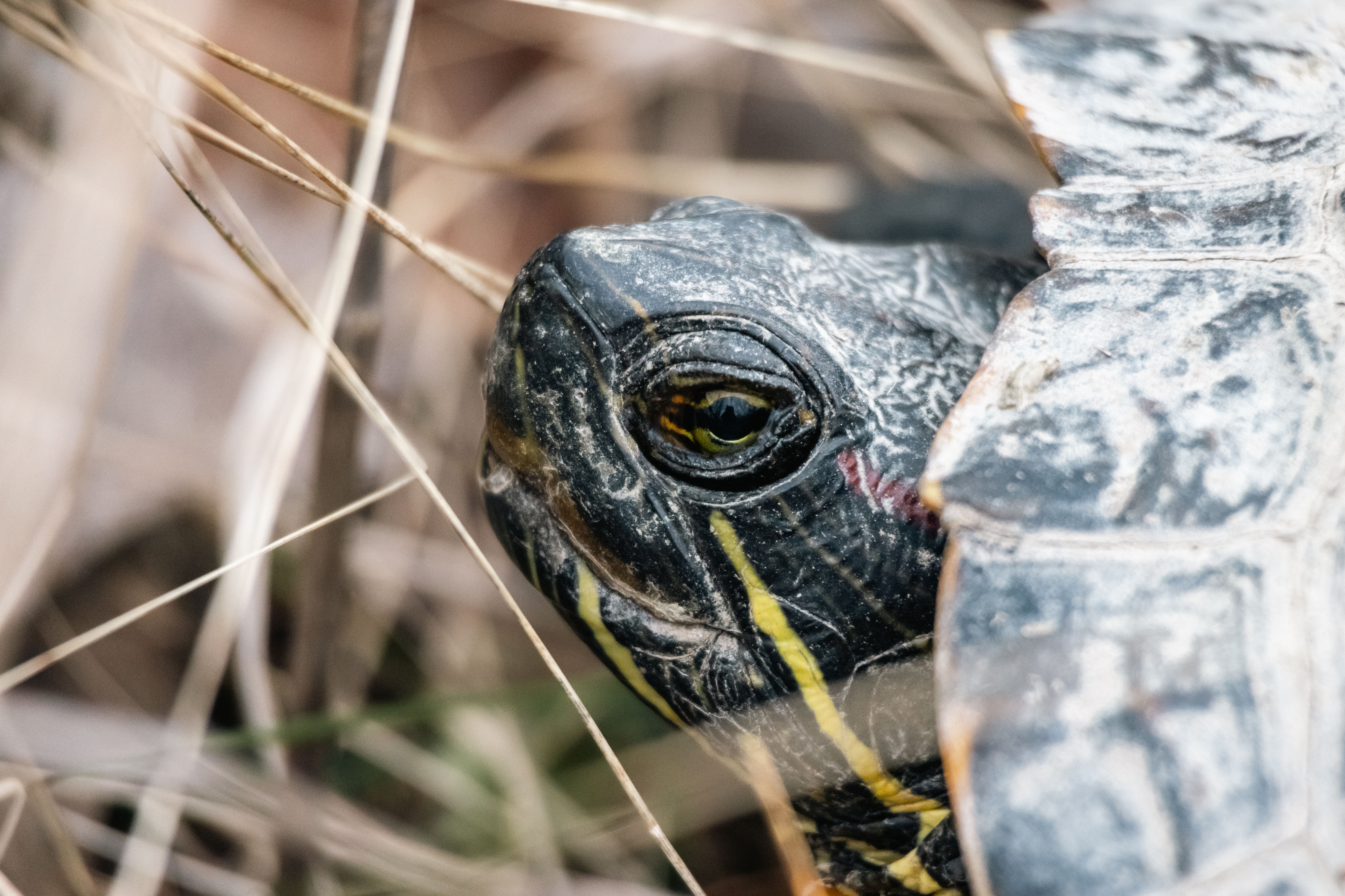 Red-eared Slider